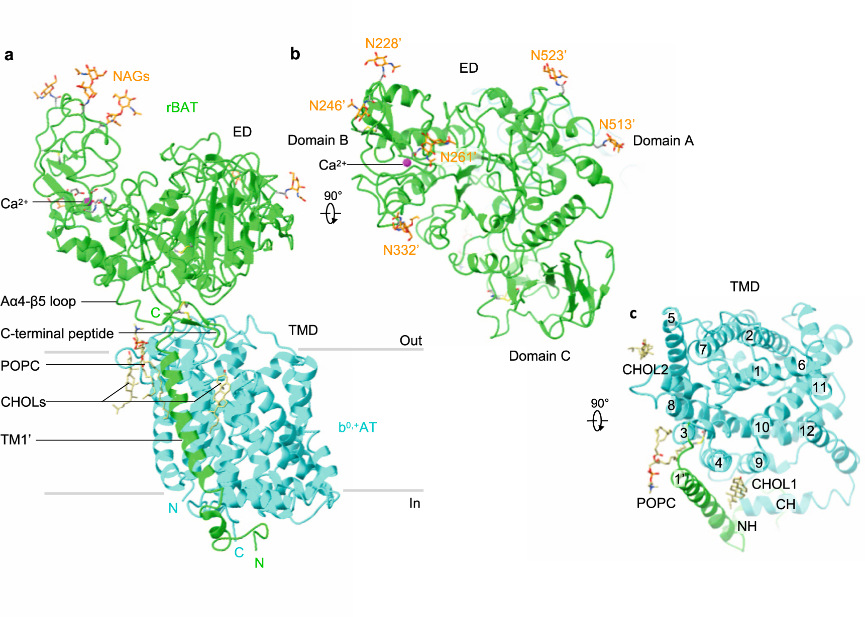 Fig. 2: Structure of the ovine b0,+AT–rBAT heterodimer.