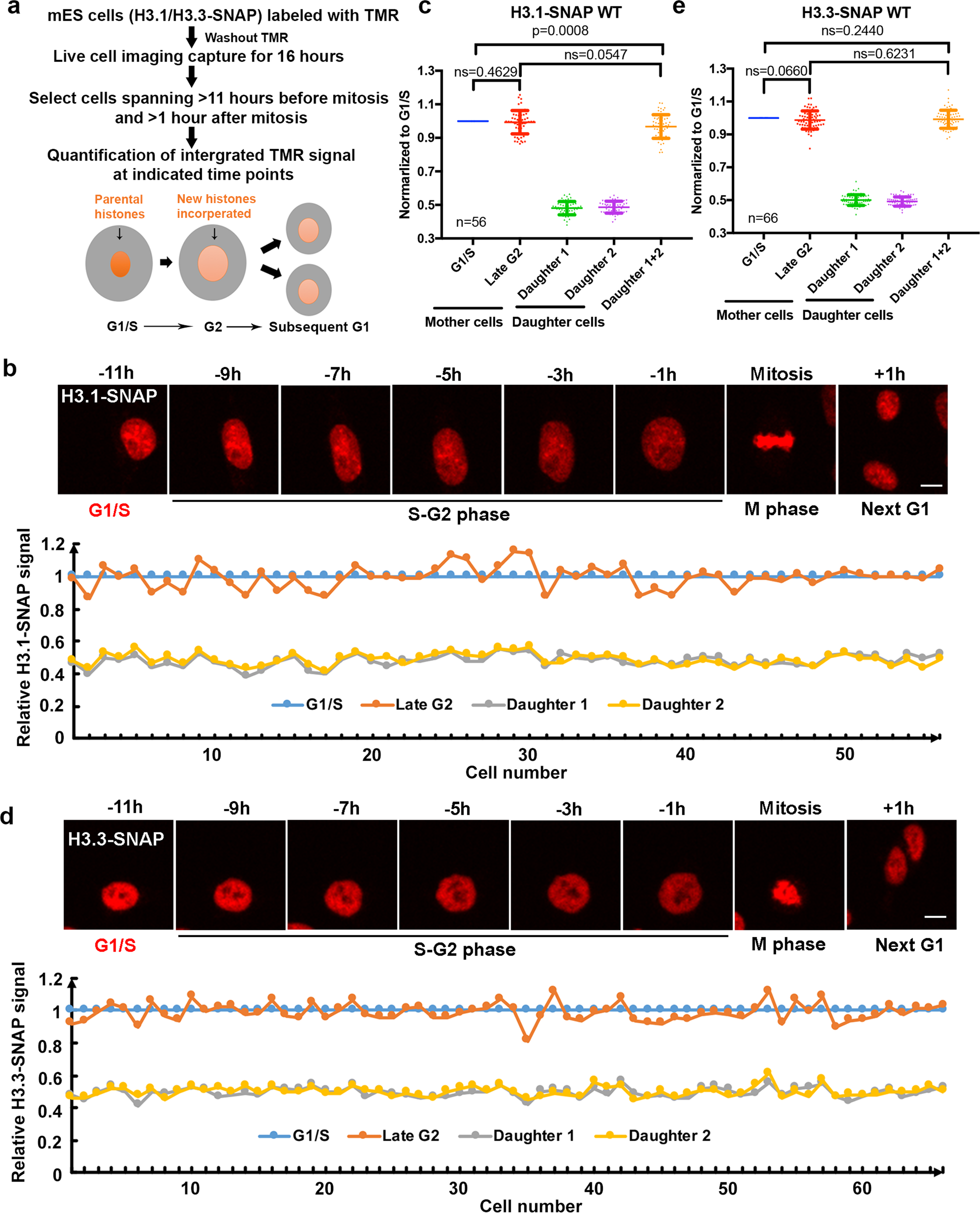 Stable inheritance of H3.3-containing nucleosomes during mitotic cell  divisions