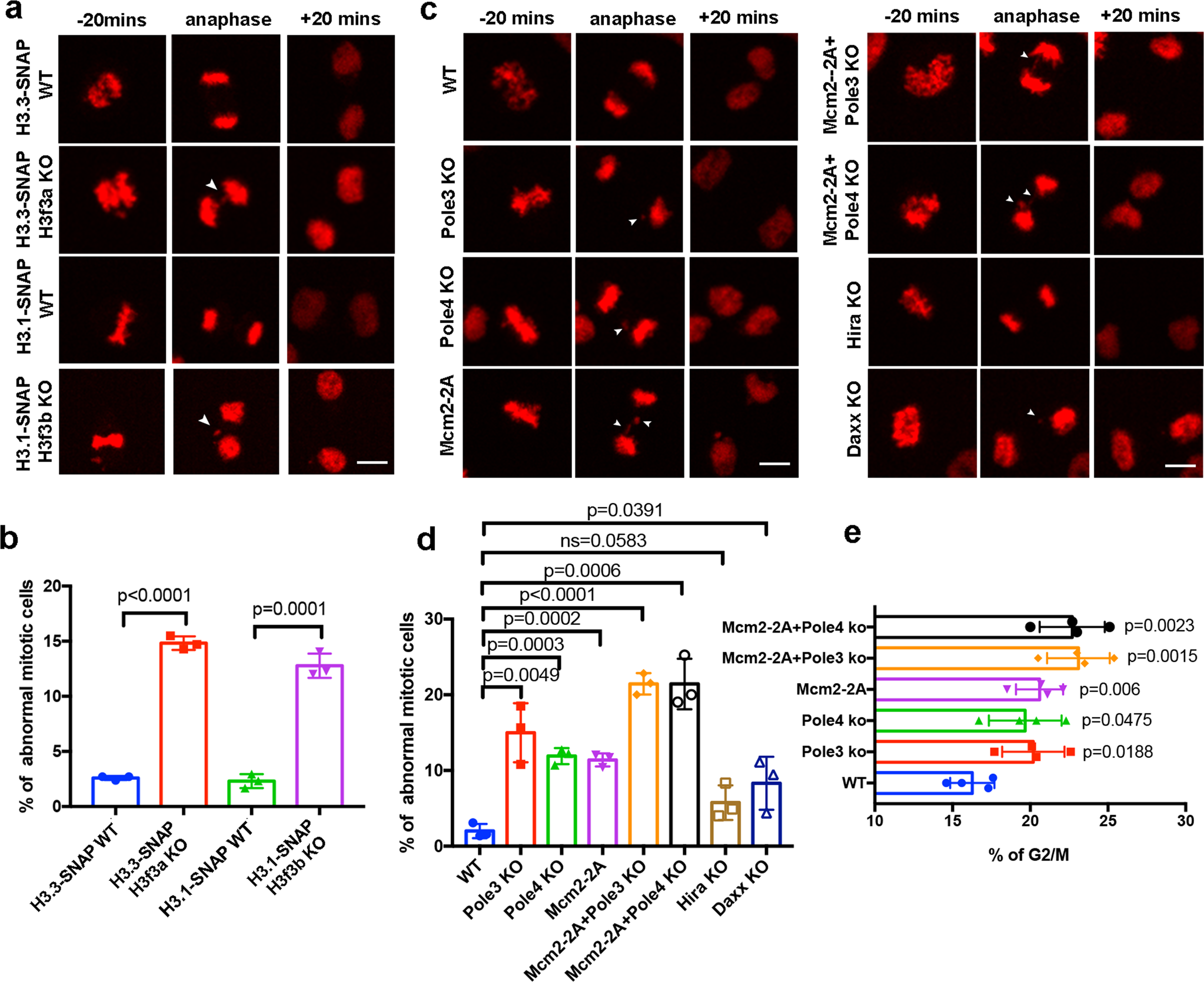 Fig. 7: Mcm2-2A, Pole3 KO, and Pole4 KO mutants defective in parental histone transfer show abnormal chromosome segregation.