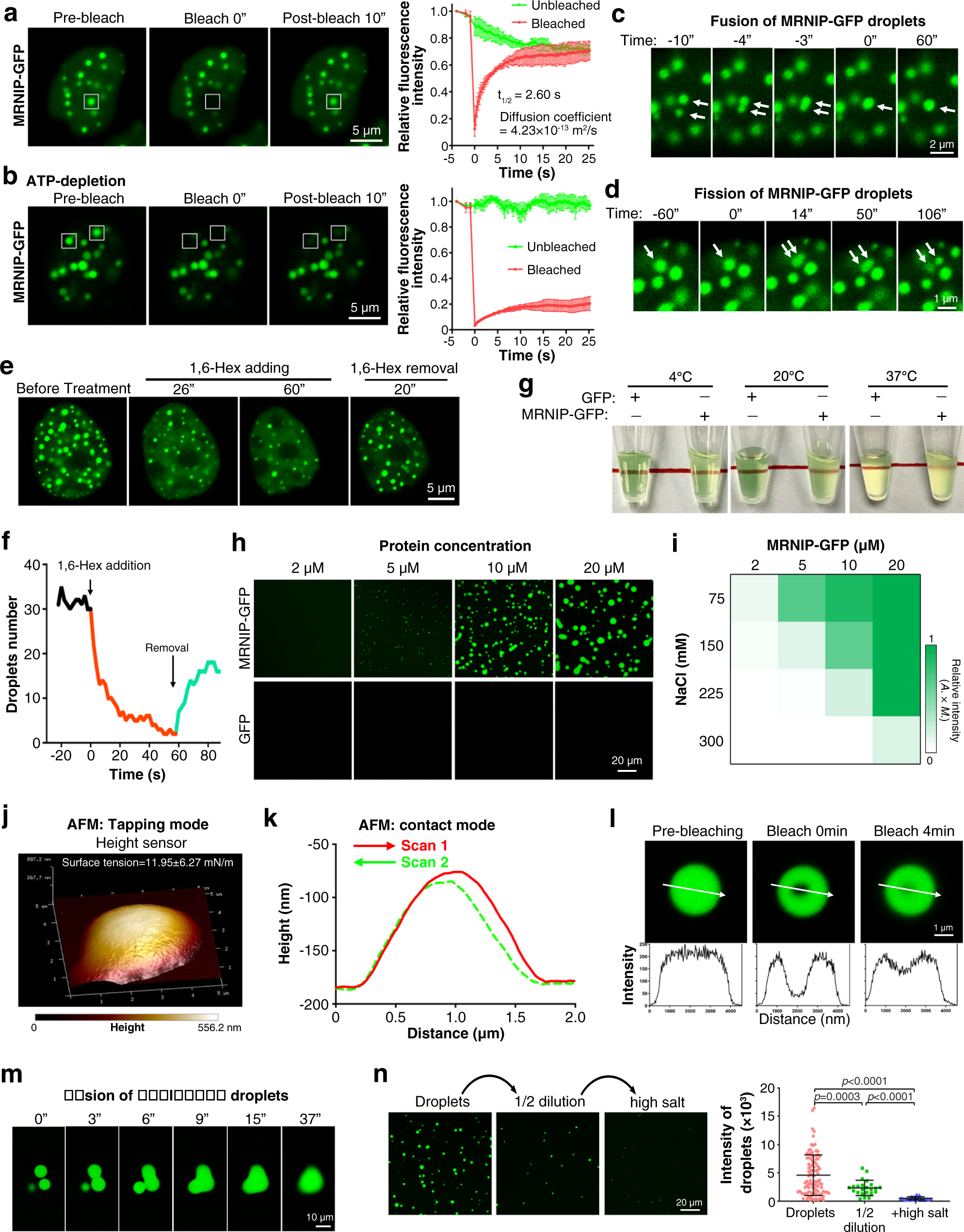 Fig. 2: MRNIP undergoes liquid-liquid phase separation.
