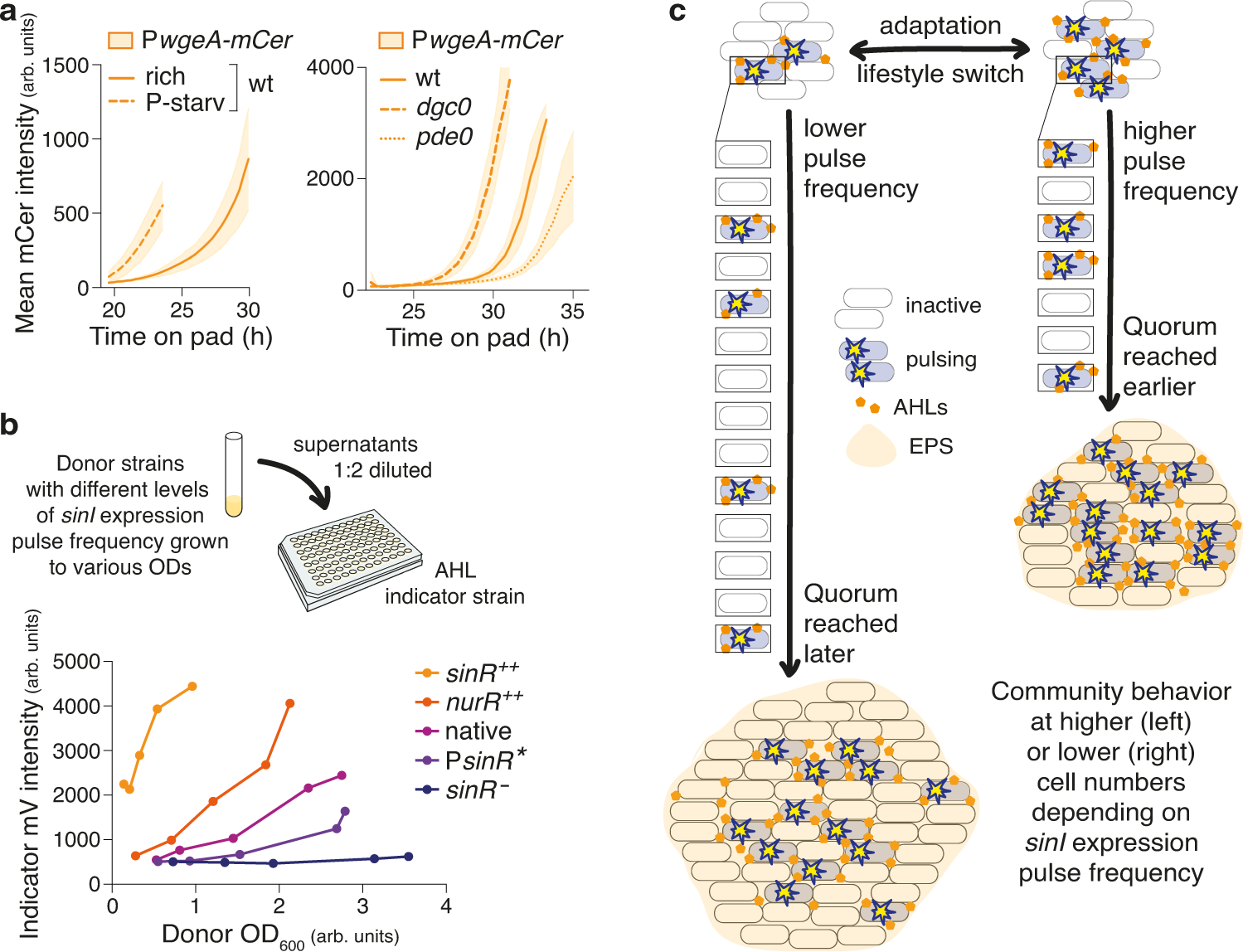 Fig. 4: sinI expression pulse frequency determines quorum sensing response dynamics.
