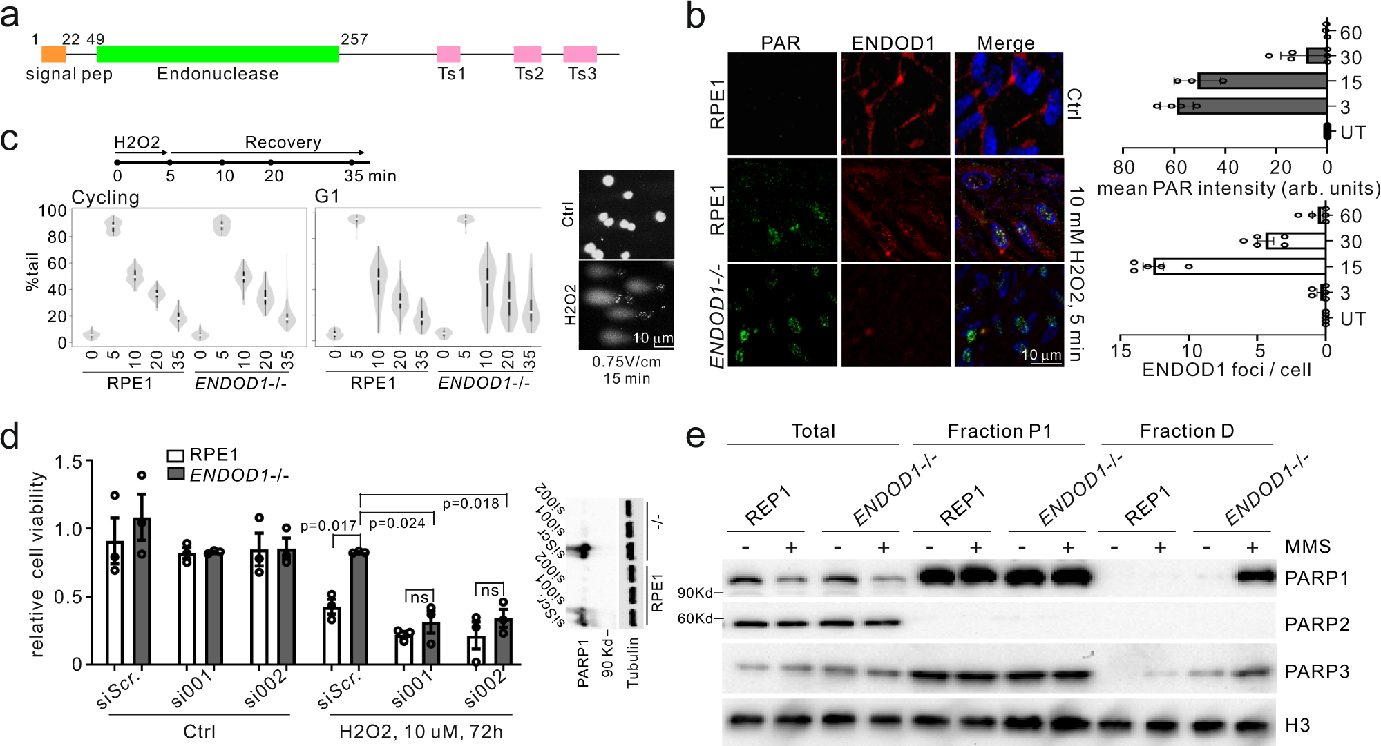 Fig. 1: Characterization of ENDOD1 in DNA repair.