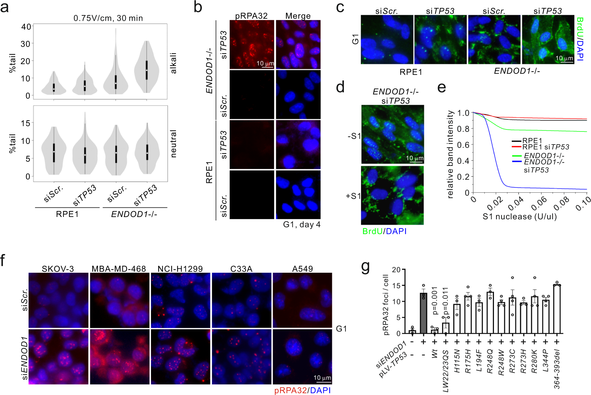 Fig. 4: SL between ENDOD1 and TP53 correlates with ssDNA formation.