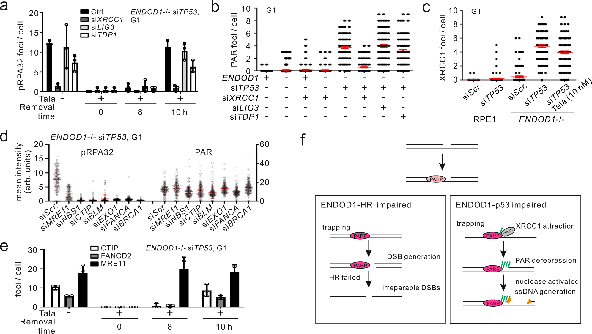 Fig. 6: SSBR and HR machinery provides key signals for ssDNA production.