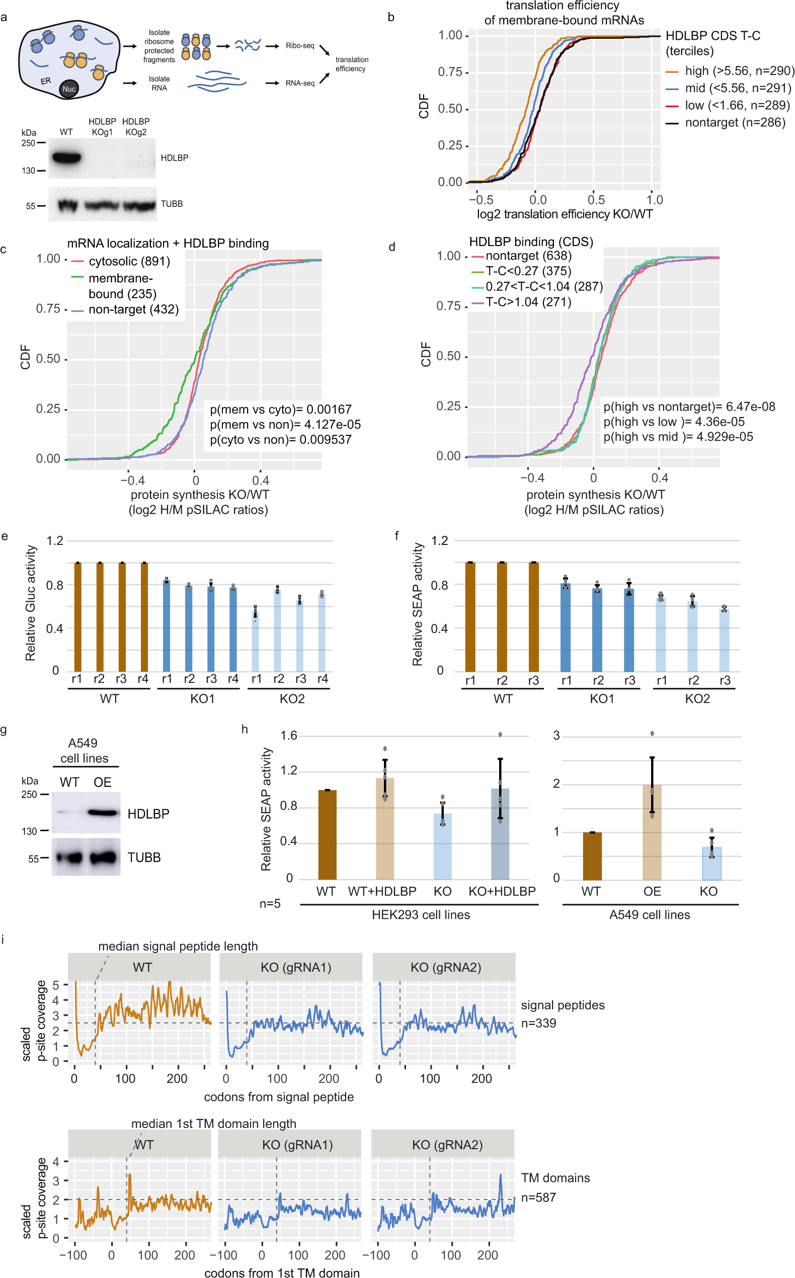Fig. 5: HDLBP promotes ER translation and synthesis of secretory and transmembrane proteins.