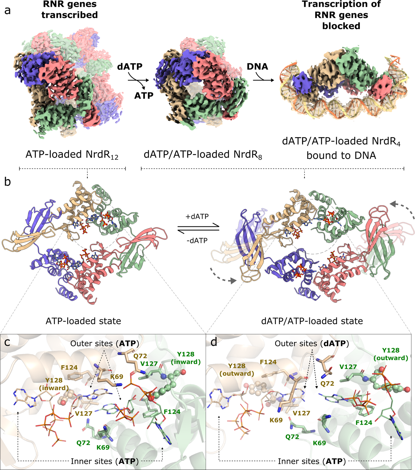 Fig. 2: Mechanism of NrdR function involving dodecameric, octameric, and tetrameric structures.