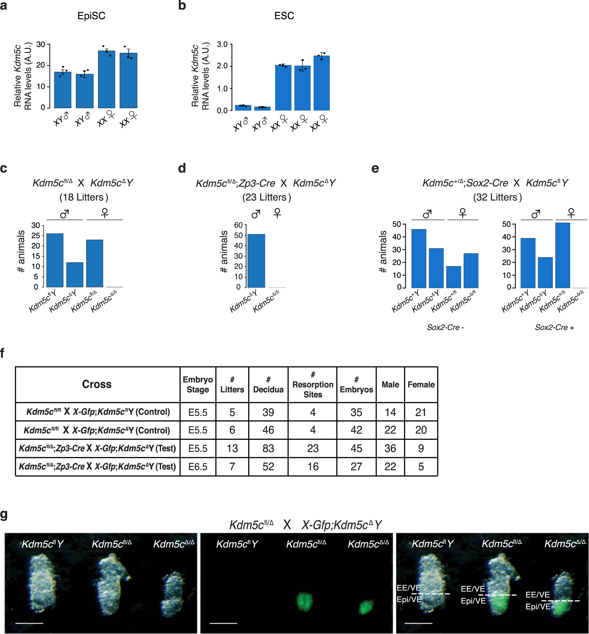 Genes that Escape Silencing on the Second X Chromosome May Drive Disease