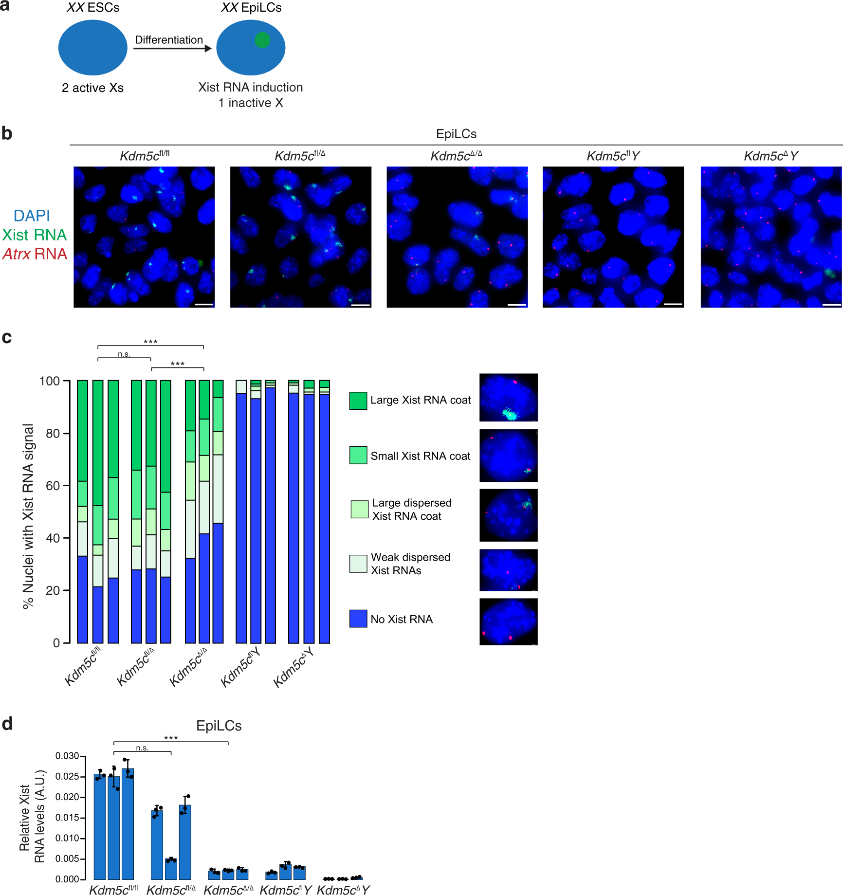 Fig. 3: Reduced Xist RNA expression in Kdm5cΔ/Δ female epiblast-like cells (EpiLCs).