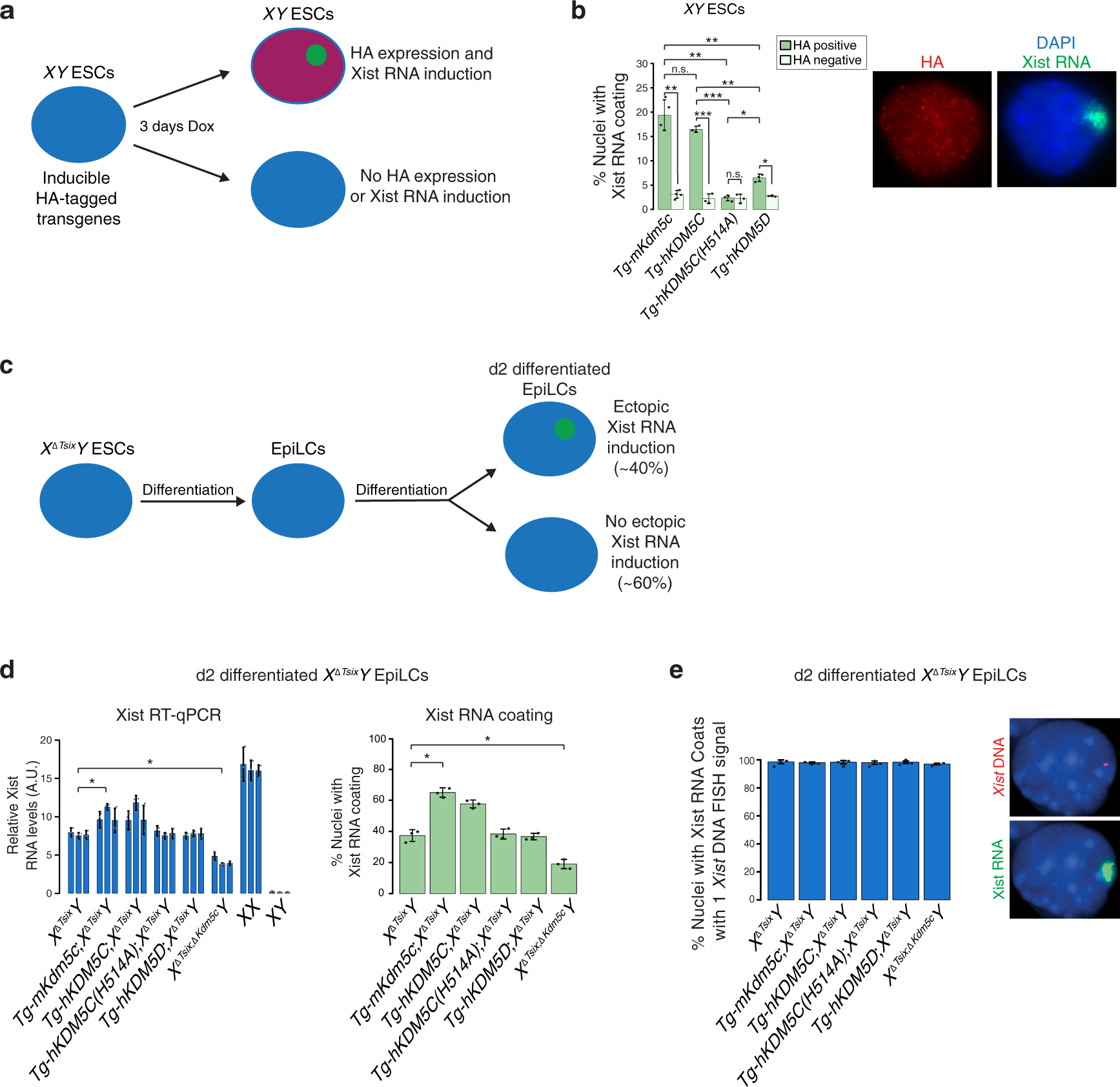 Fig. 4: Ectopic KDM5C expression induces Xist in male ESCs.