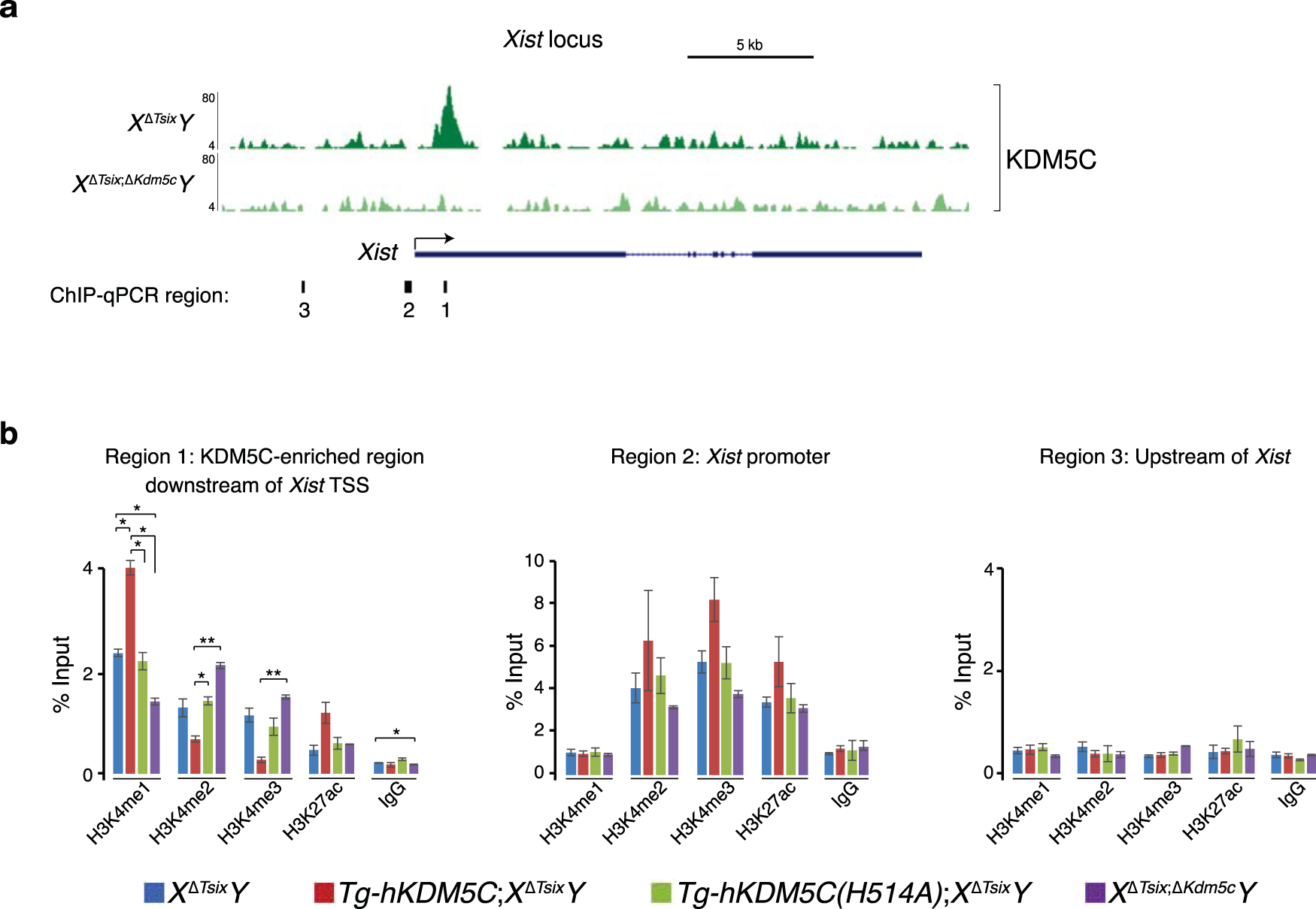 Fig. 5: KDM5C upregulation of Xist expression via putative enhancer activation.