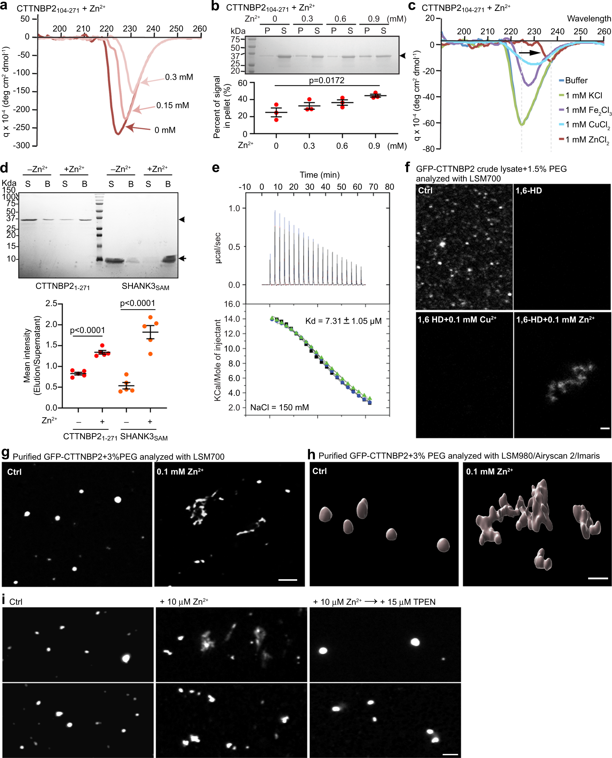 Fig. 2: Zinc directly binds and regulates CTTNBP2 phase transition.