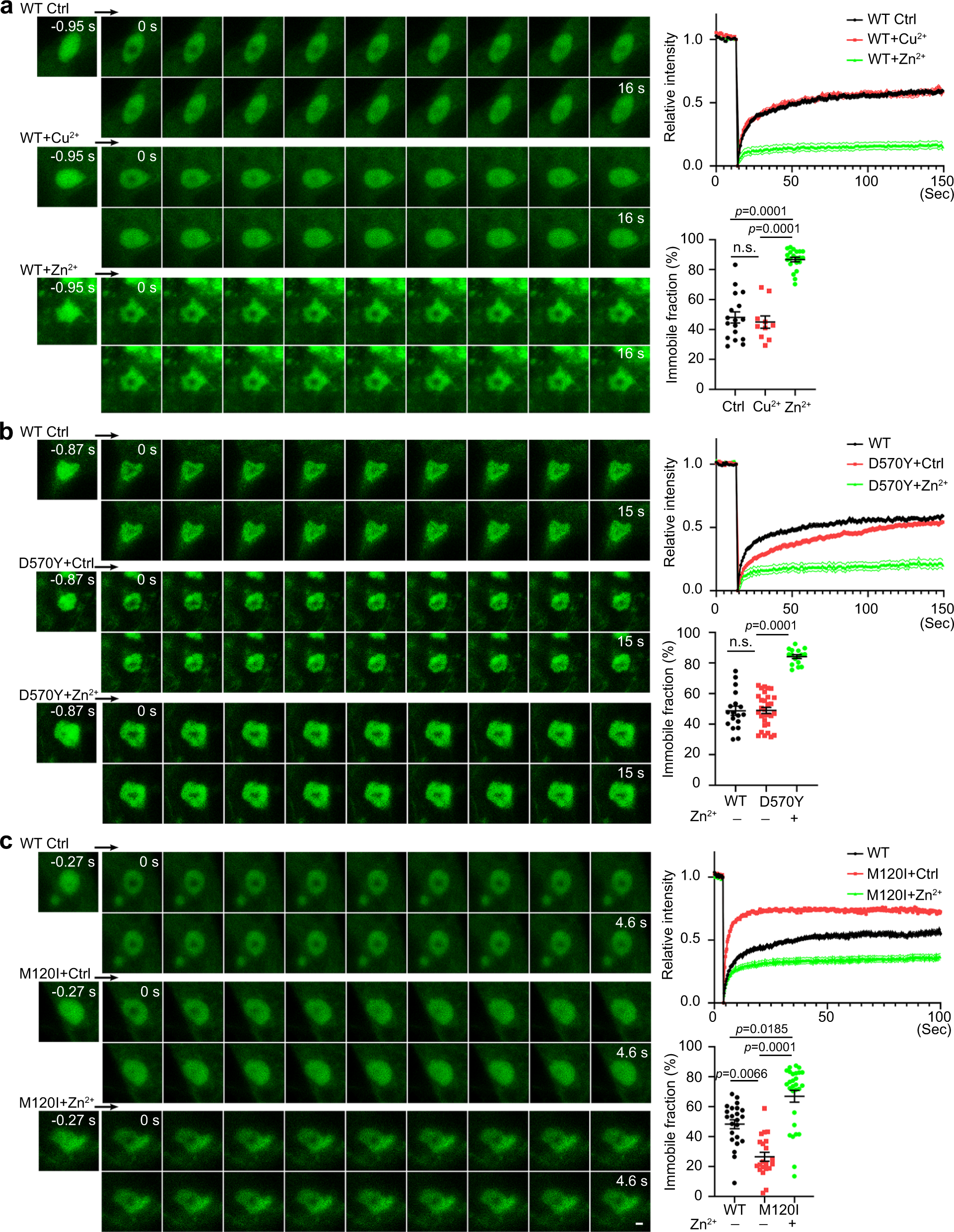 Fig. 3: Zinc and ASD-linked mutations alter CTTNBP2 mobility in COS1 cells.