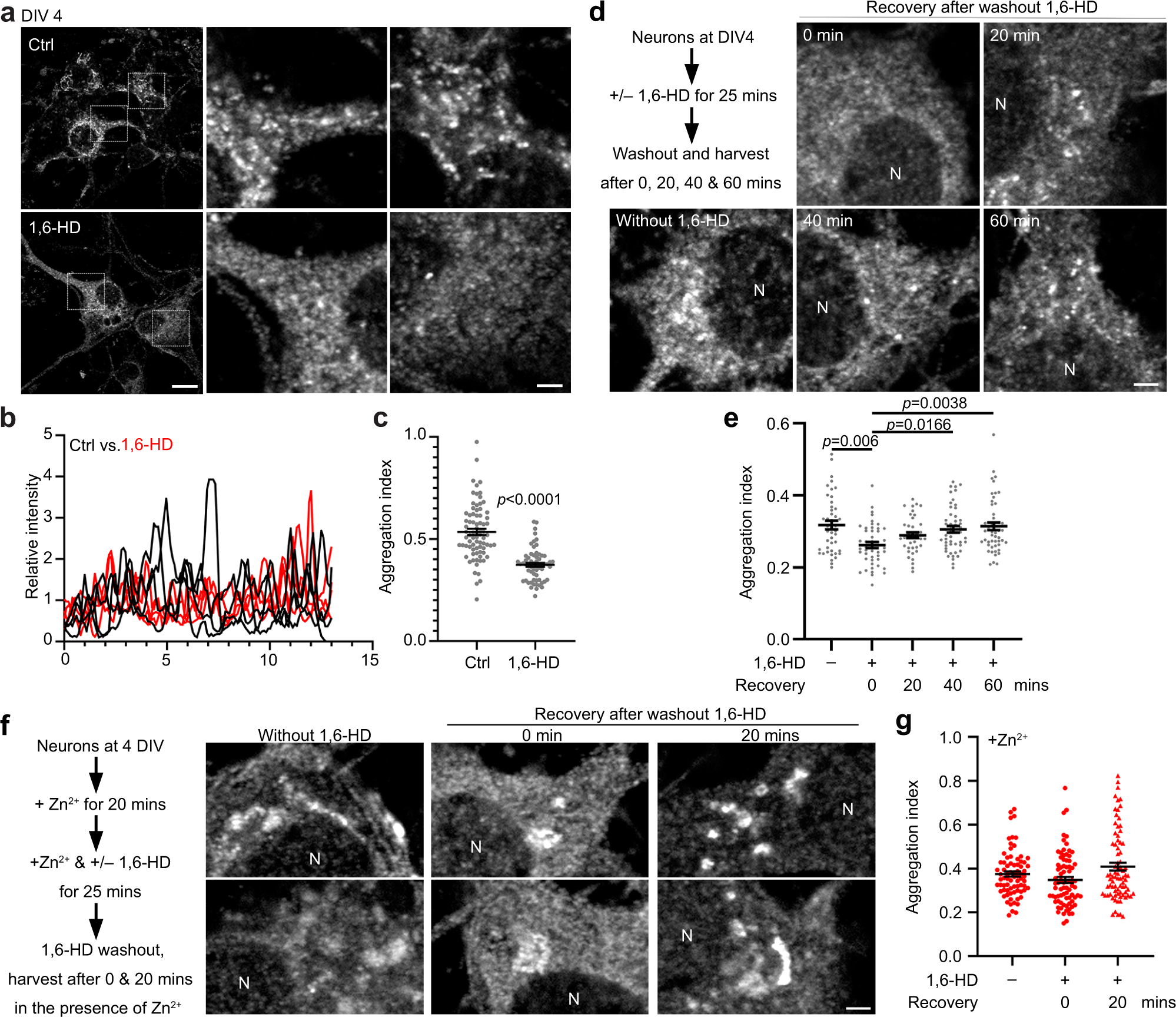 Fig. 6: CTTNBP2 forms condensates in immature neurons.