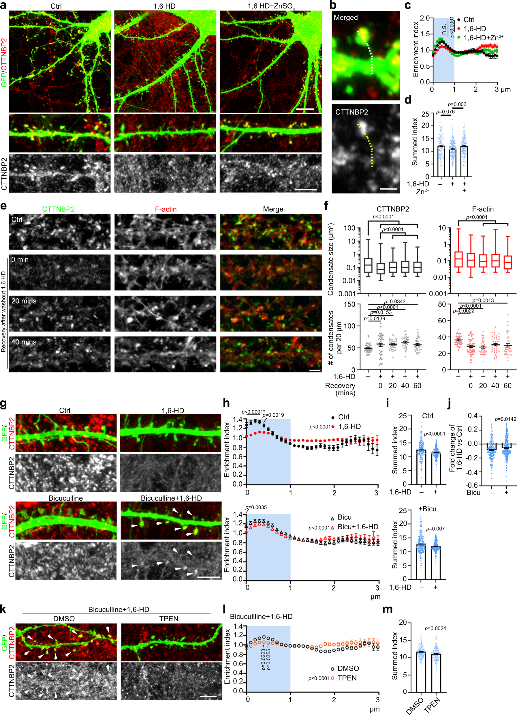 Fig. 7: CTTNBP2 synaptic distribution is regulated by phase separation, zinc and neuronal activity.