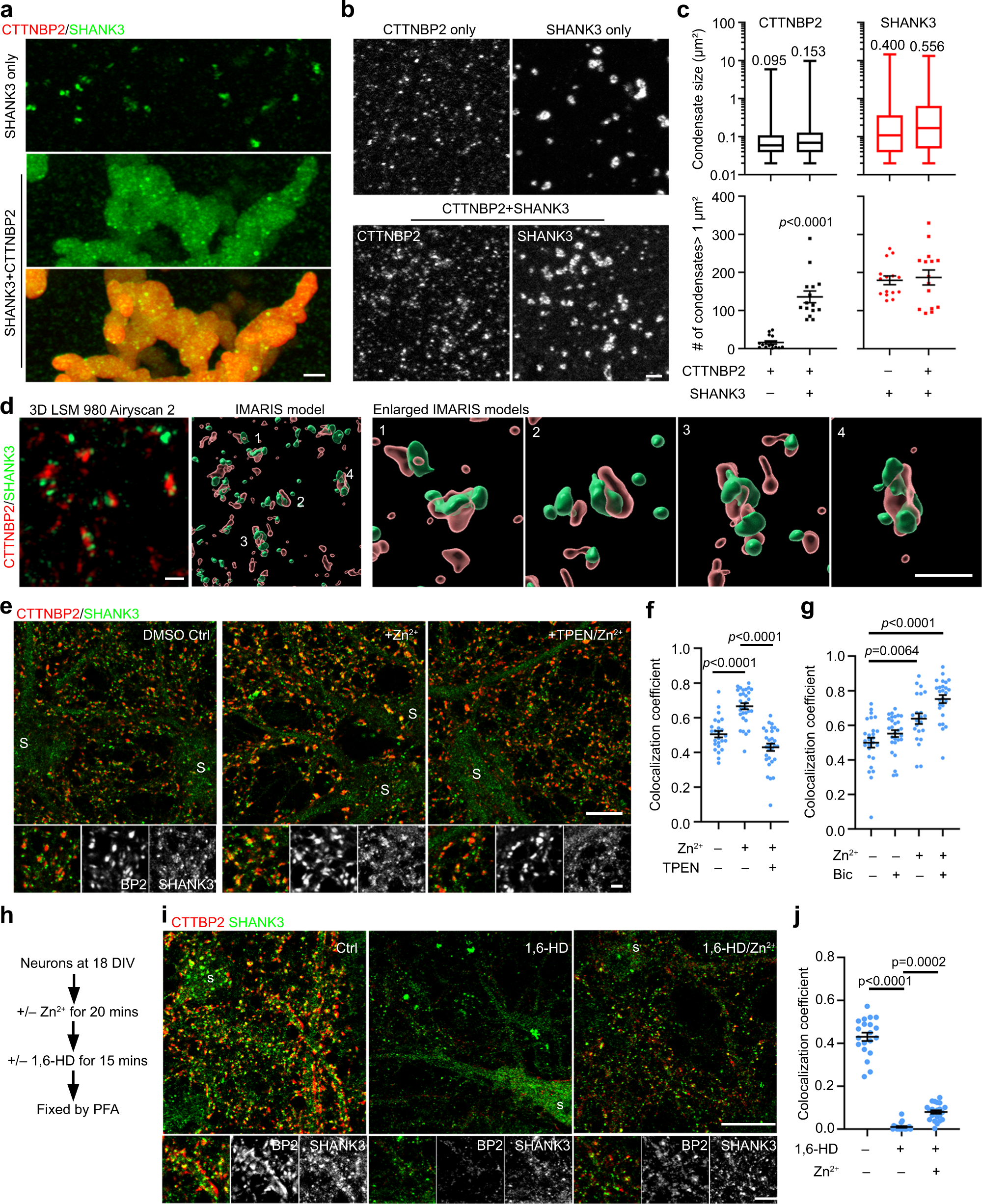 Fig. 8: Phase separation and zinc influence the synaptic association of CTTNBP2 with SHANK3.