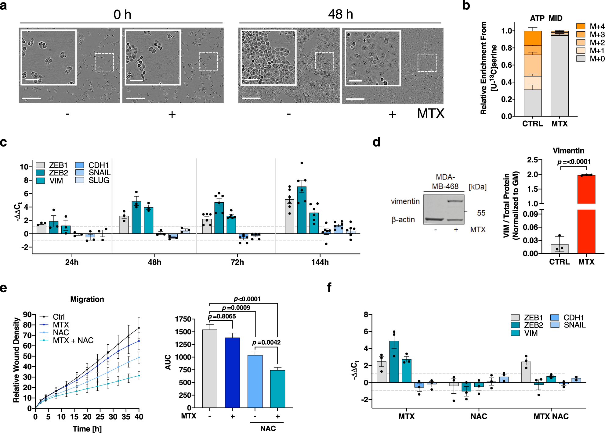 Fig. 2: Enhanced motility under MTX is supported by a ROS-driven EMT phenotype.