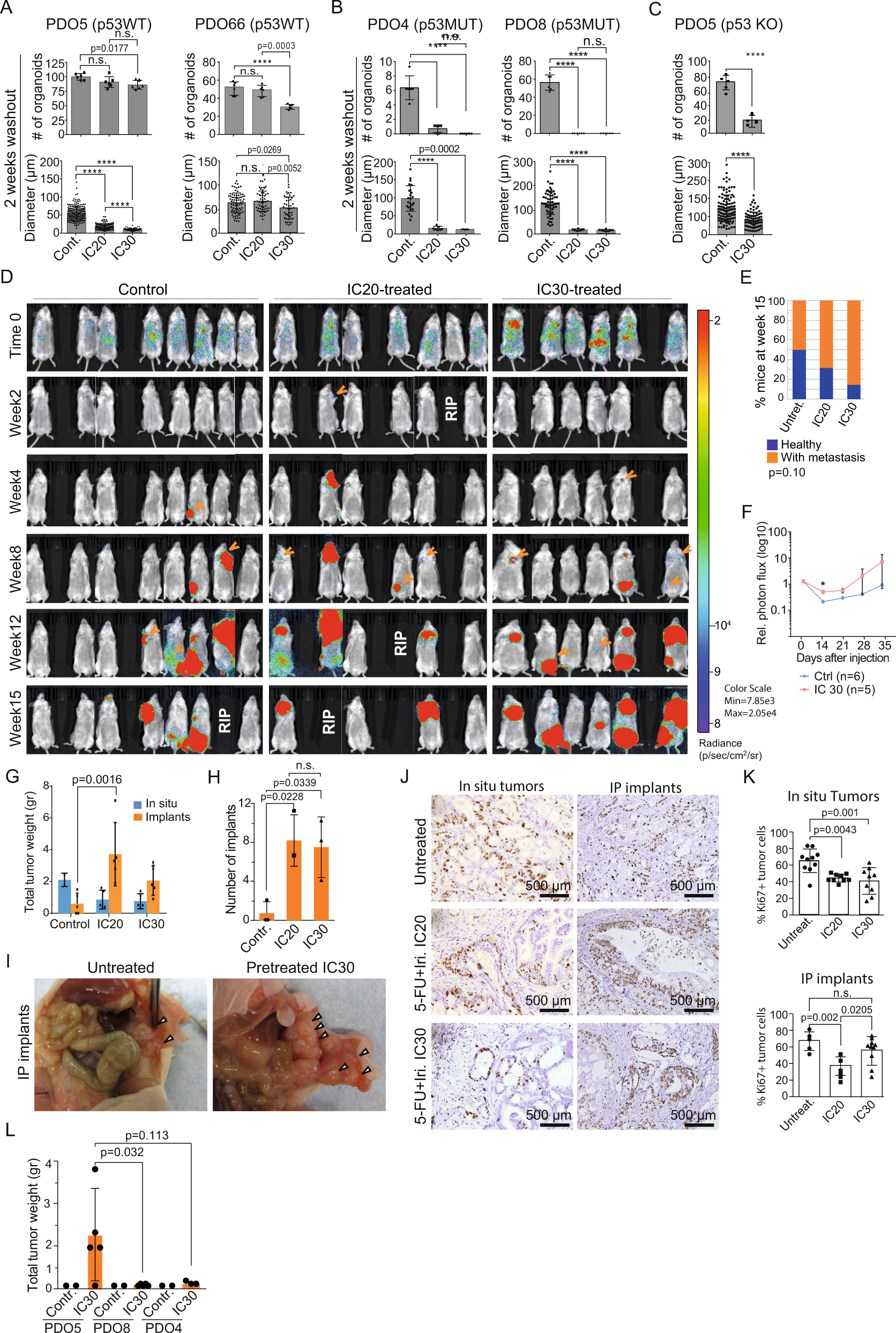 Fig. 2: TP53 WT PQL cells retain tumor-initiating capacity in vitro and in vivo.
