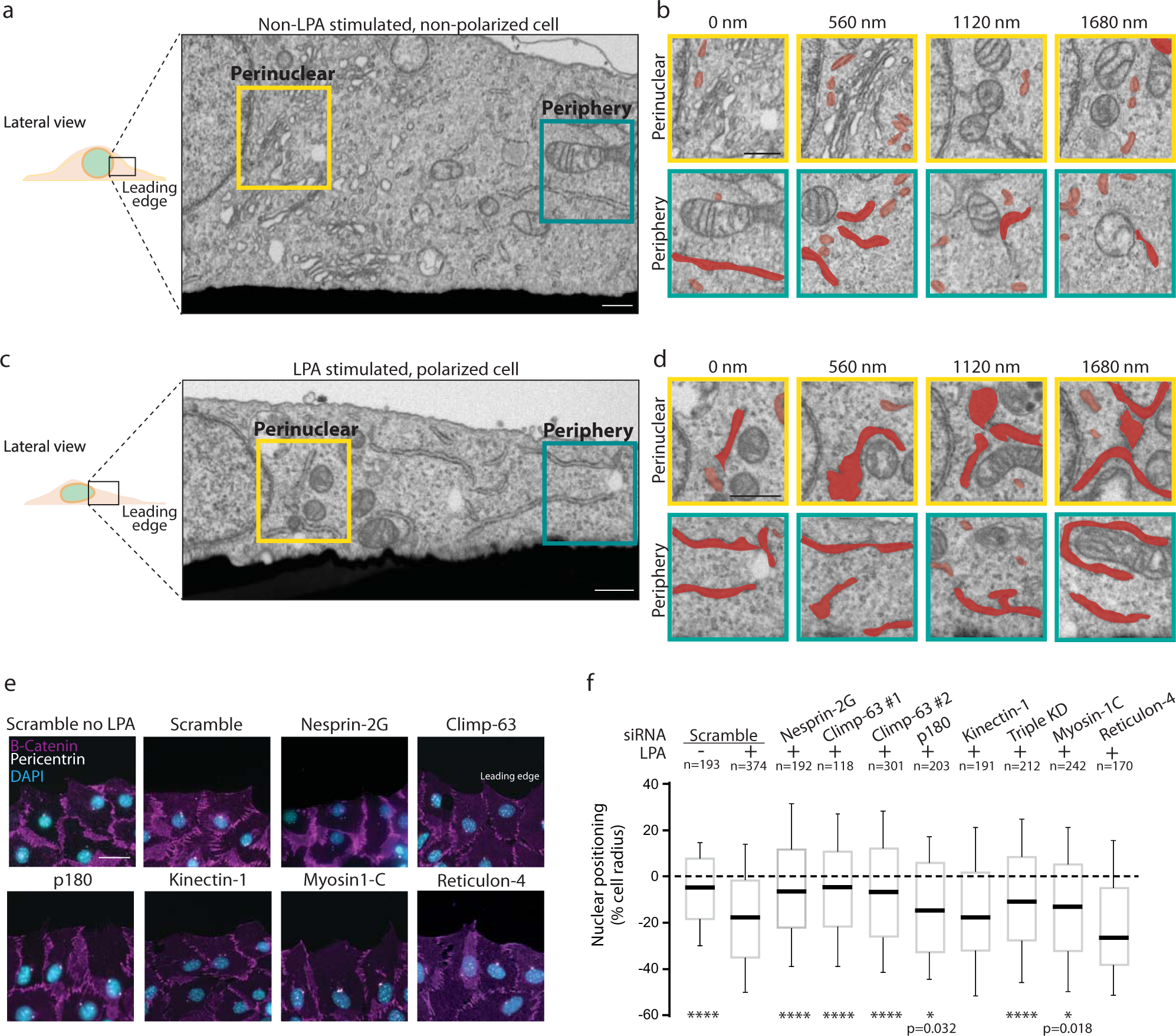 Shielding of actin by the endoplasmic reticulum impacts nuclear positioning  | Nature Communications