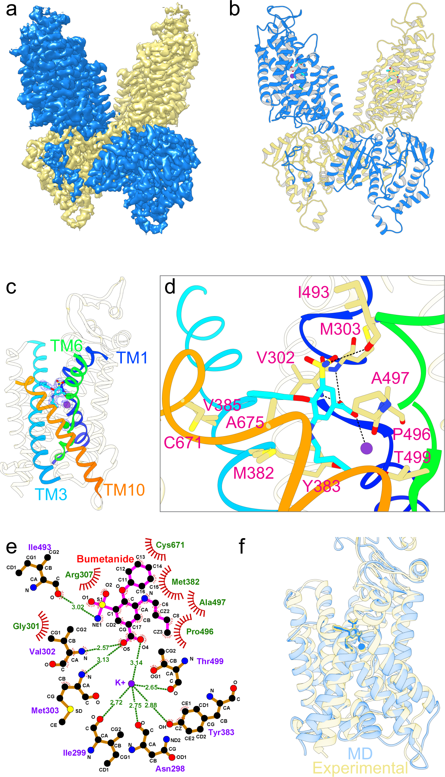 Structural basis for inhibition of the Cation-chloride cotransporter NKCC1  by the diuretic drug bumetanide | Nature Communications