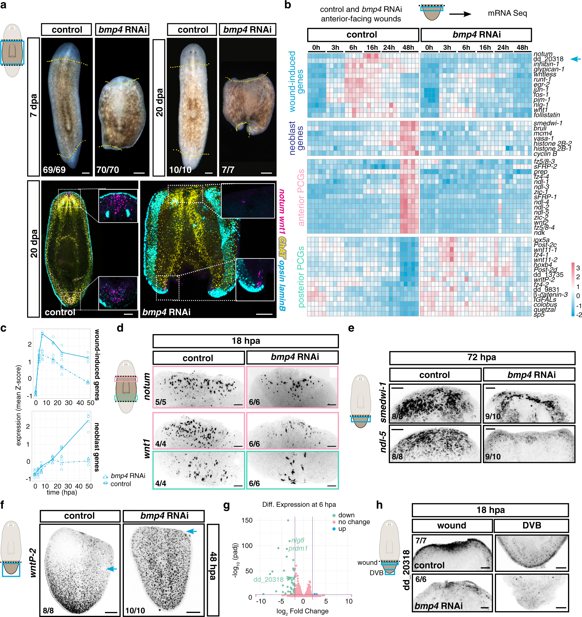 The Planarian Wound Epidermis Gene Equinox Is Required For Blastema Formation In Regeneration Nature Communications
