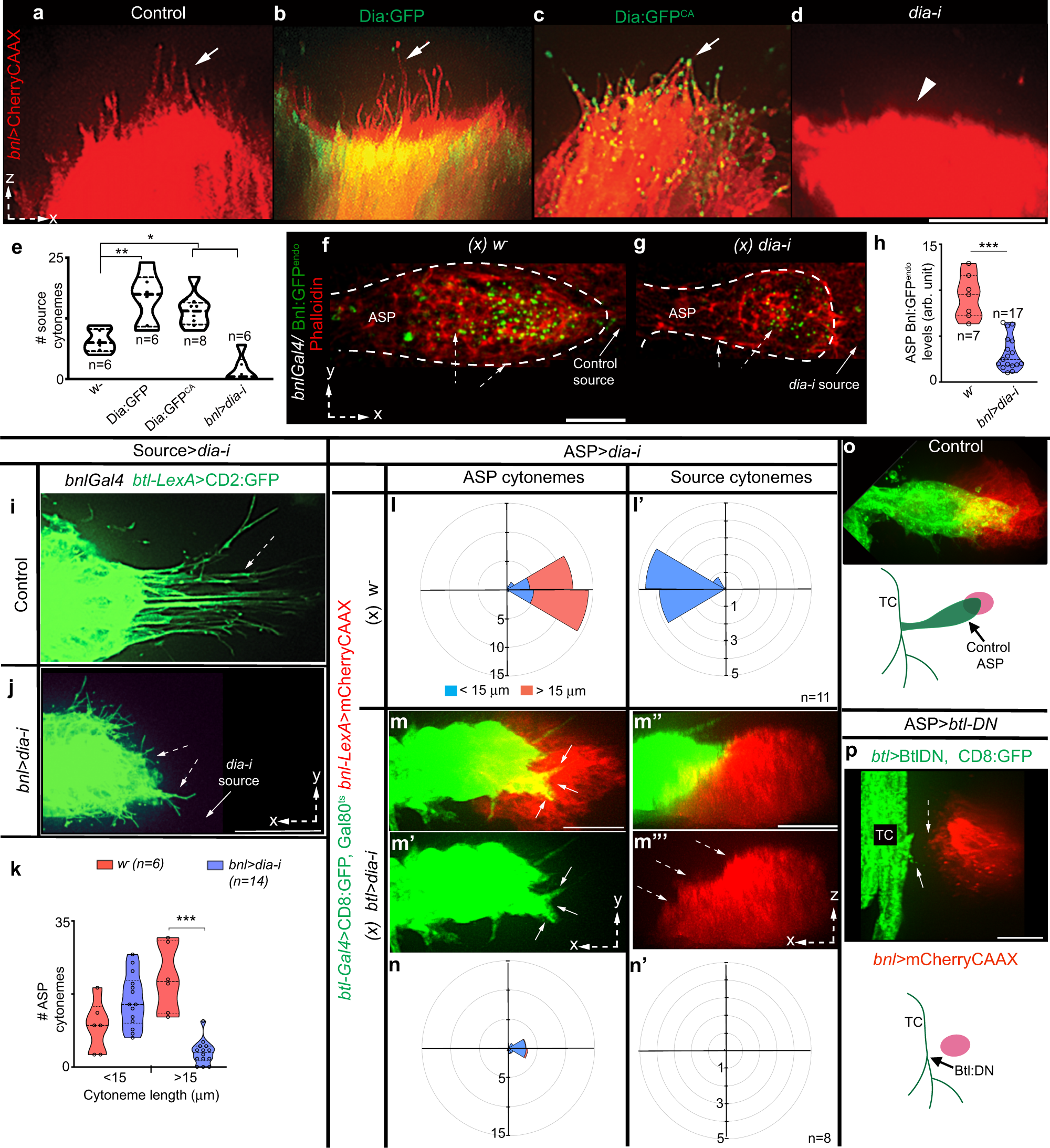 Fig. 2: Bidirectional matchmaking of Bnl-sending and -receiving cytonemes.