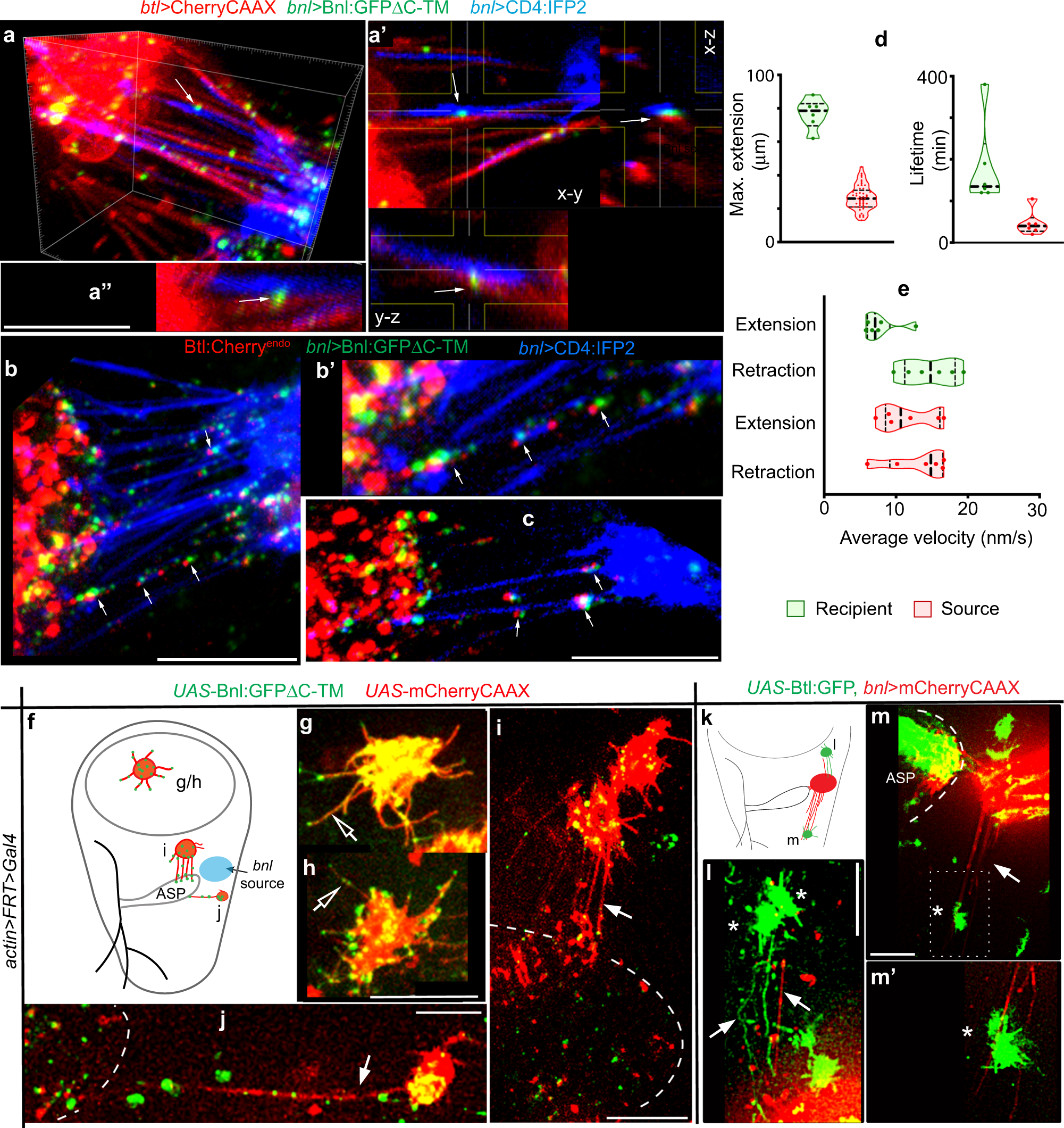 Fig. 7: CAM-like Btl-Bnl binding induces bidirectional contacts.