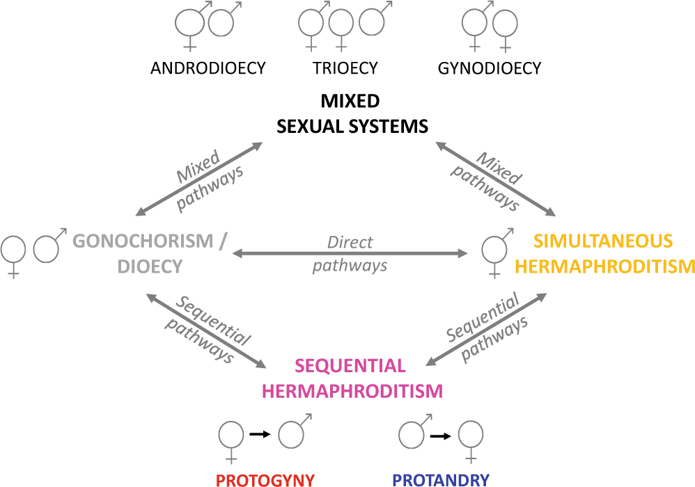 Switches, stability and reversals in the evolutionary history of sexual  systems in fish | Nature Communications