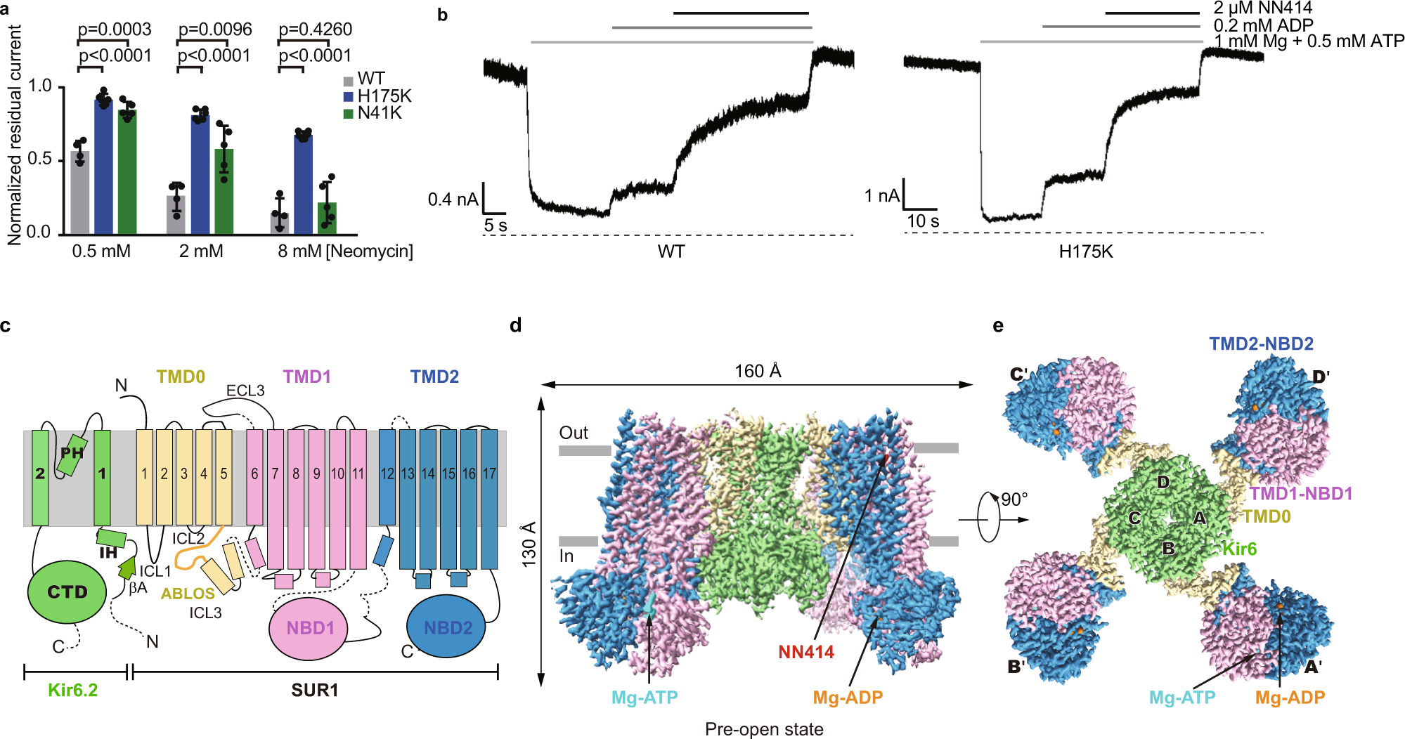 Structural insights into the mechanism of pancreatic KATP channel regulation by nucleotides Nature Communications