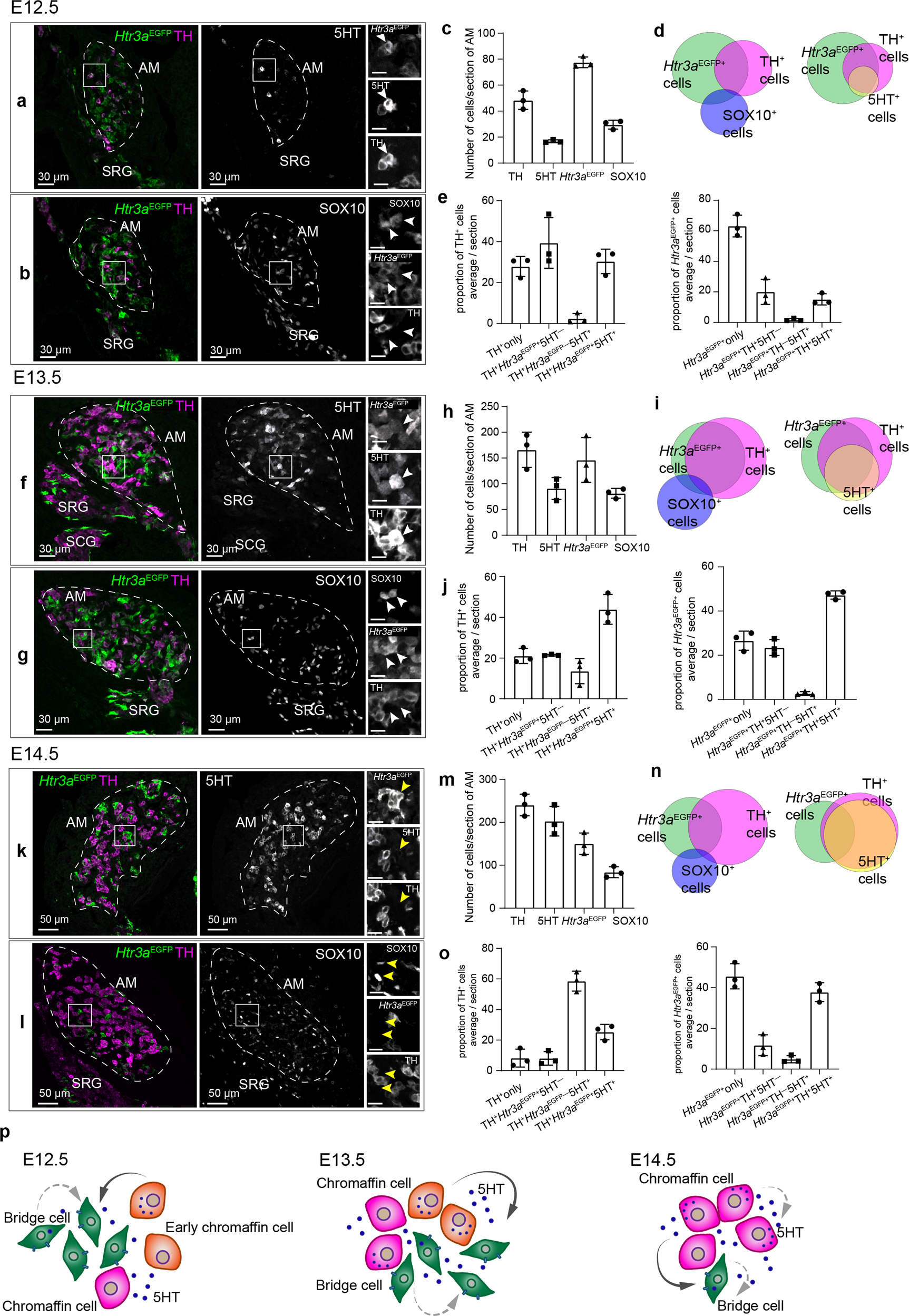 Serotonin limits generation of chromaffin cells during adrenal organ development Nature Communications image