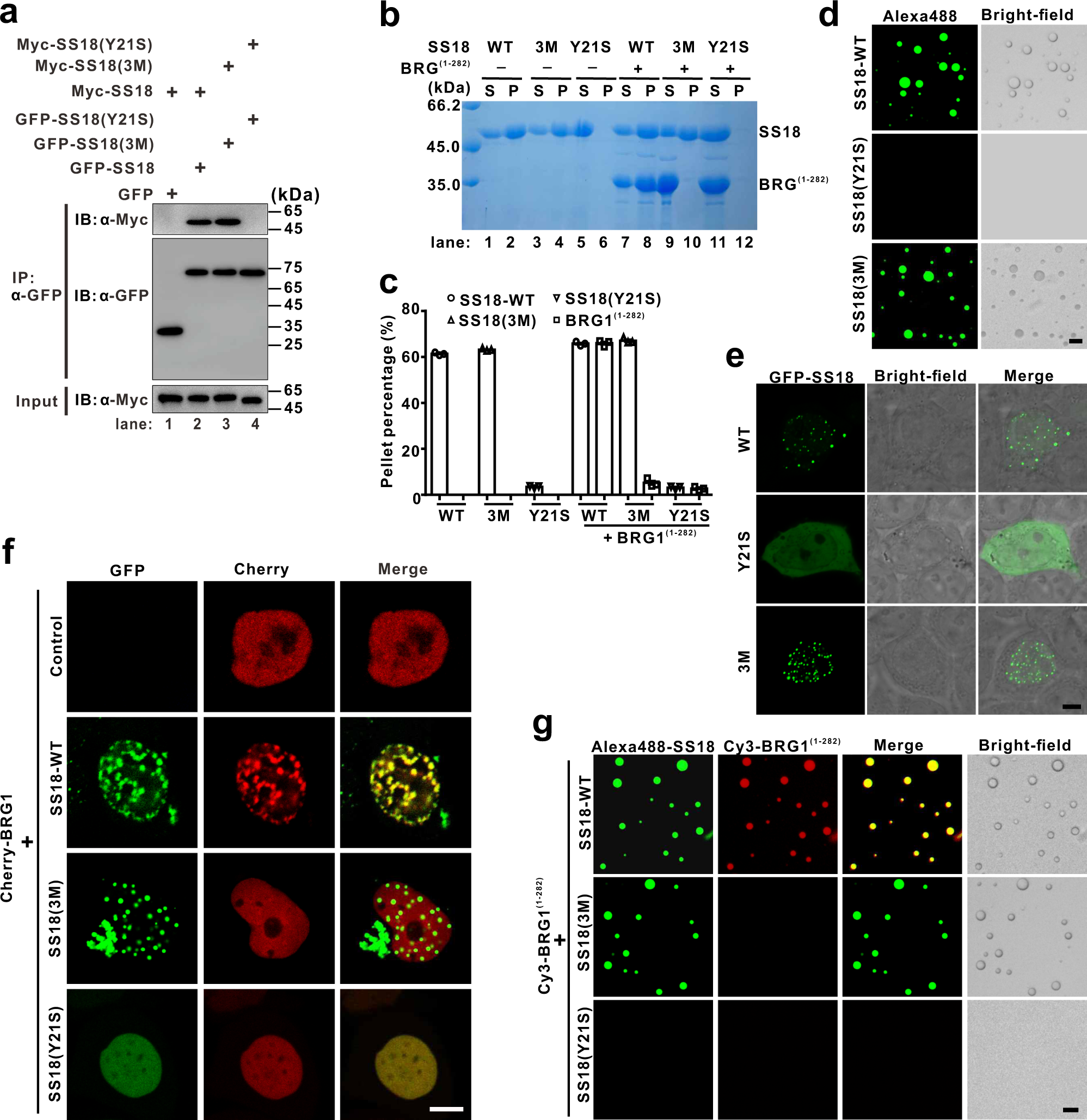 Fig. 4: Specific recruitment of BRG1 into SS18 phase-separated condensates through tyrosine residue-mediated multimerization.