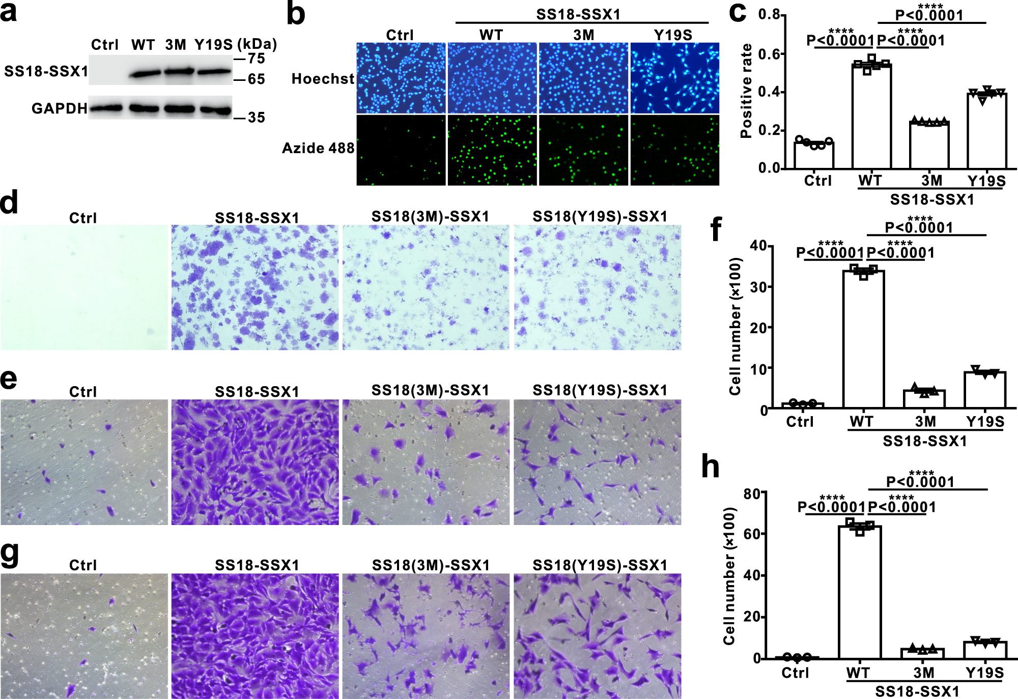 Fig. 6: Phase separation of SS18-SSX1 and binding to BRG1 are important for the oncogenic activity of SS18-SSX1.