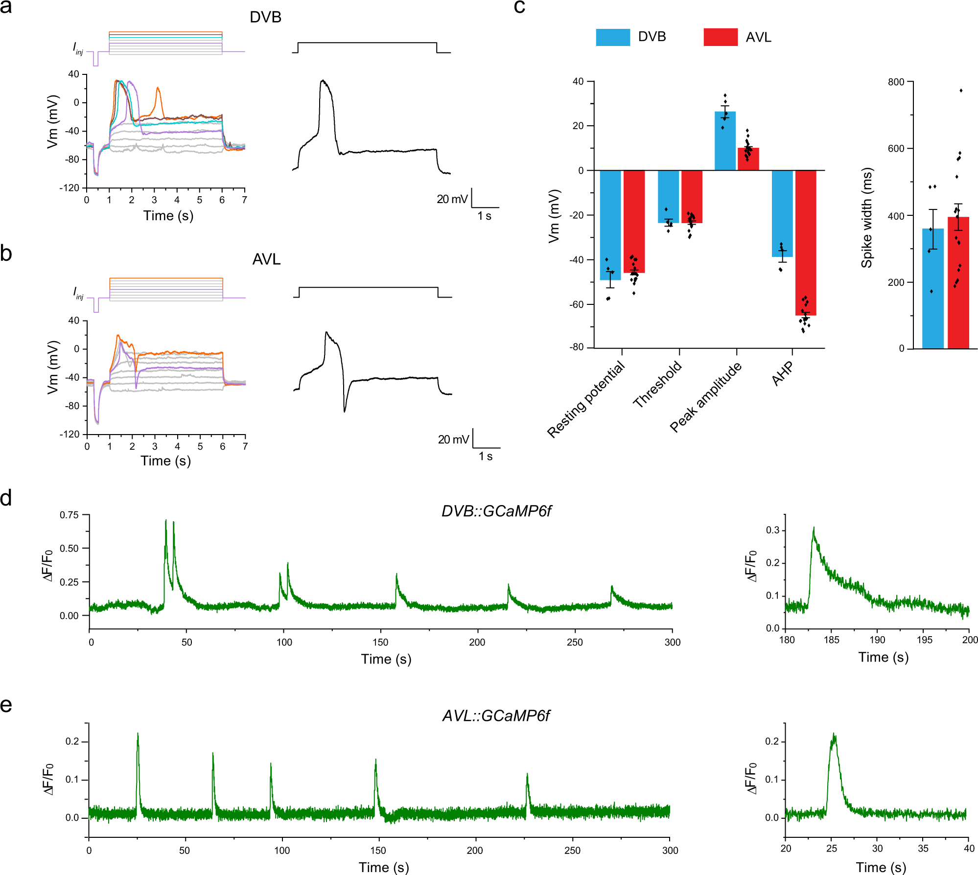 C. elegans enteric motor neurons fire synchronized action potentials  underlying the defecation motor program | Nature Communications