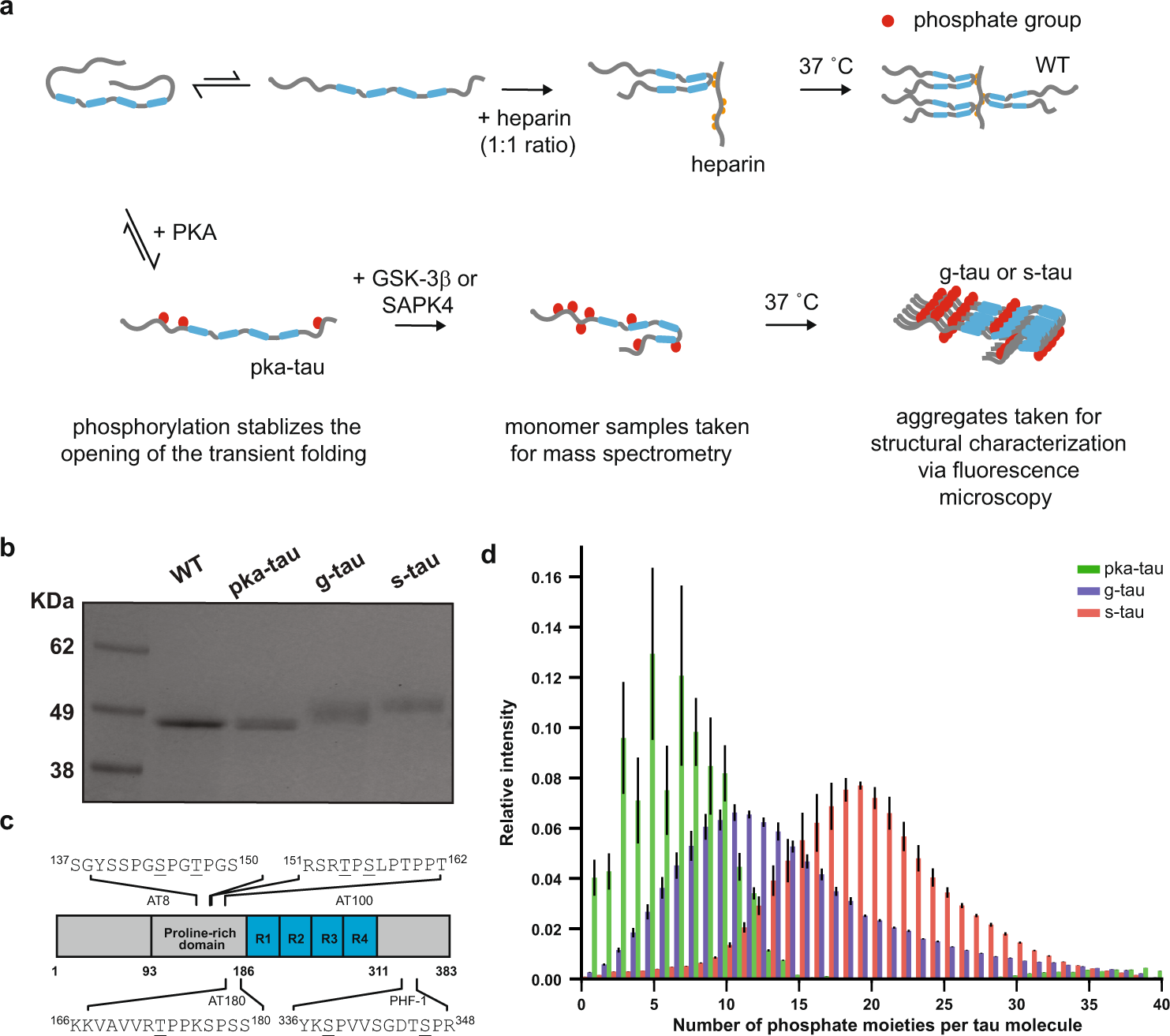 Hyperphosphorylated tau self-assembles into amorphous aggregates eliciting  TLR4-dependent responses | Nature Communications