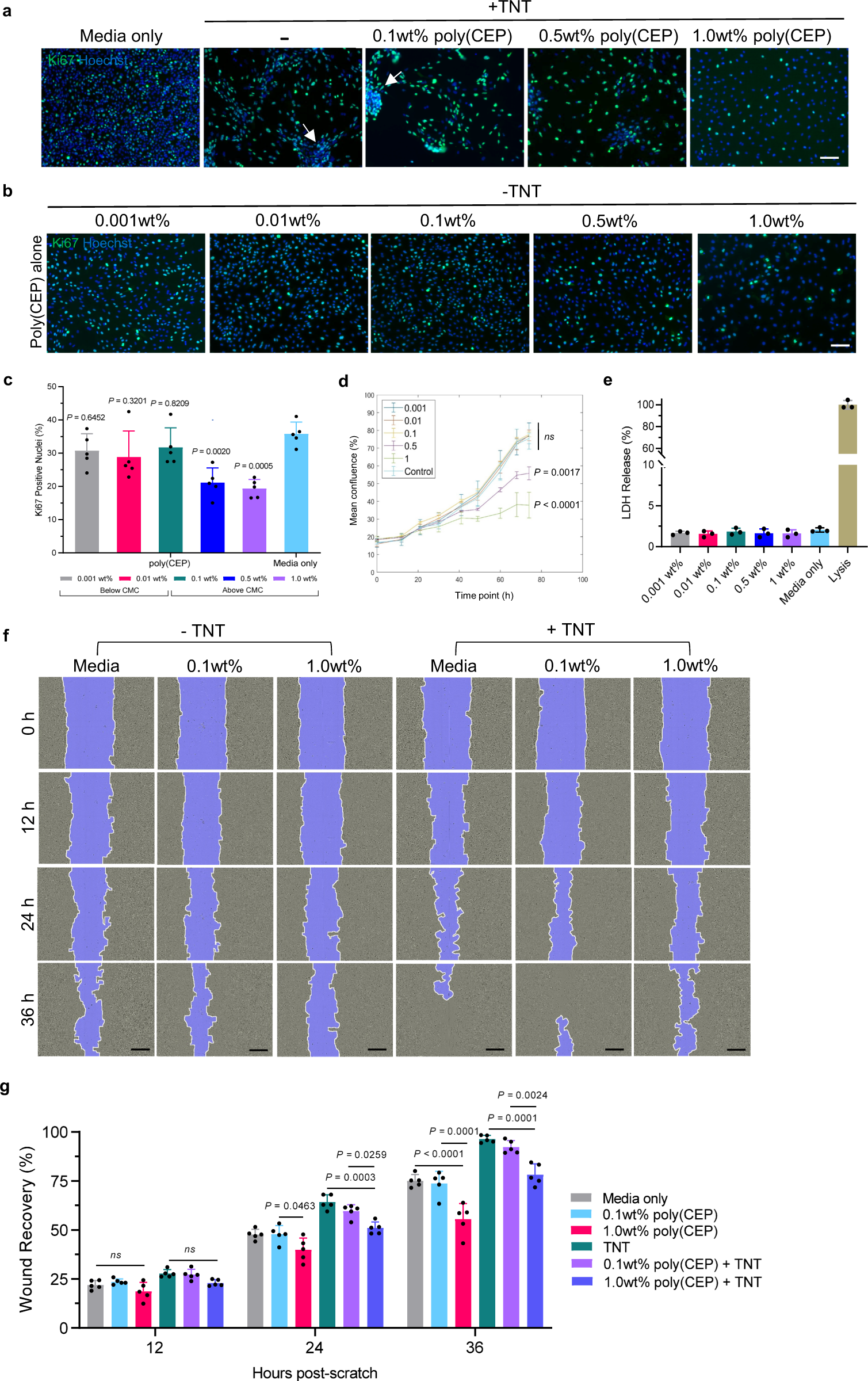 Fig. 3: Poly(CEP) suppresses RPE cell proliferation and migration in a concentration-dependent manner.
