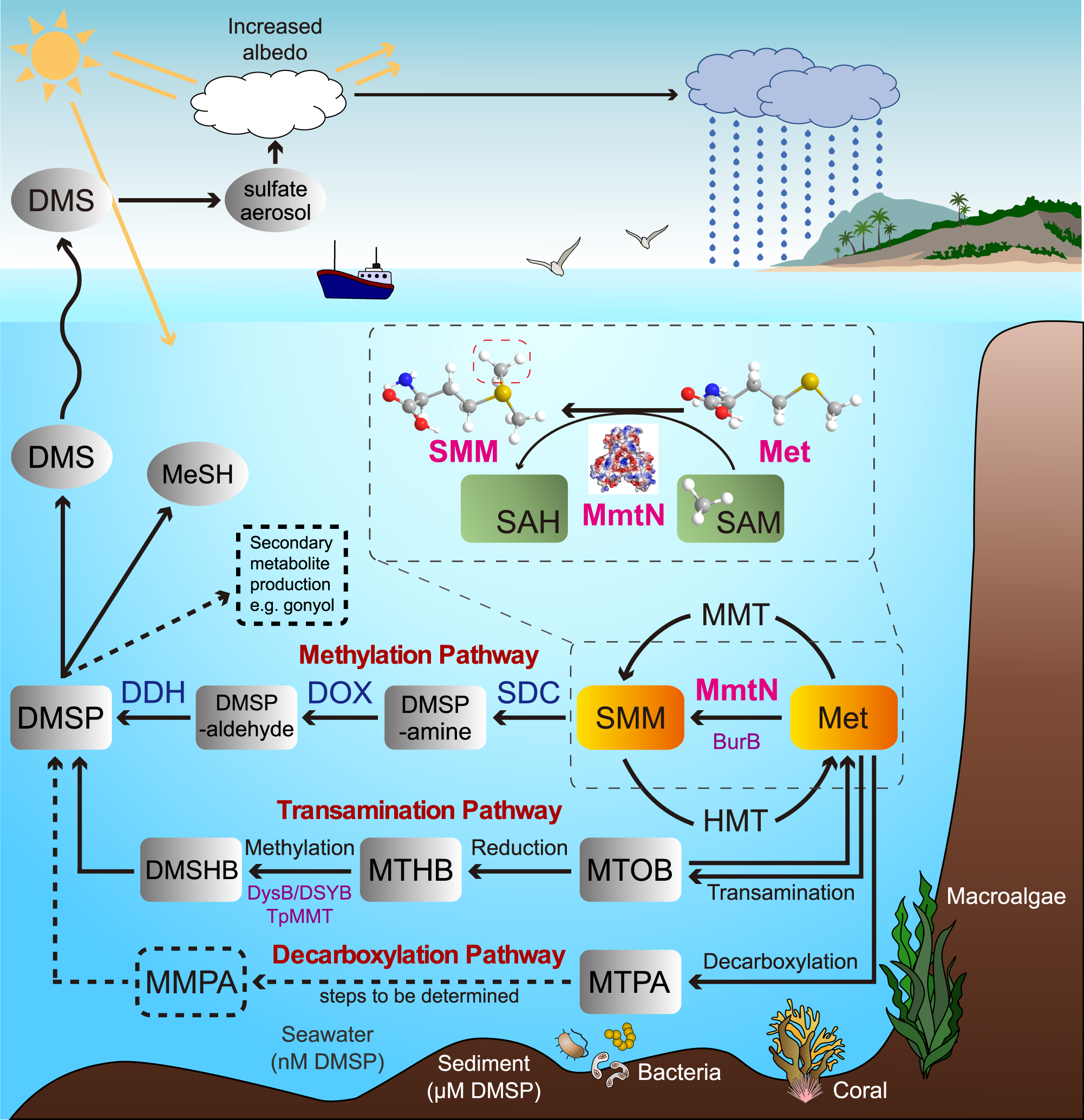 glutathione precursor methyl sulfonyl methane Symmetry Glutathione synthesis primes monocytes metabolic