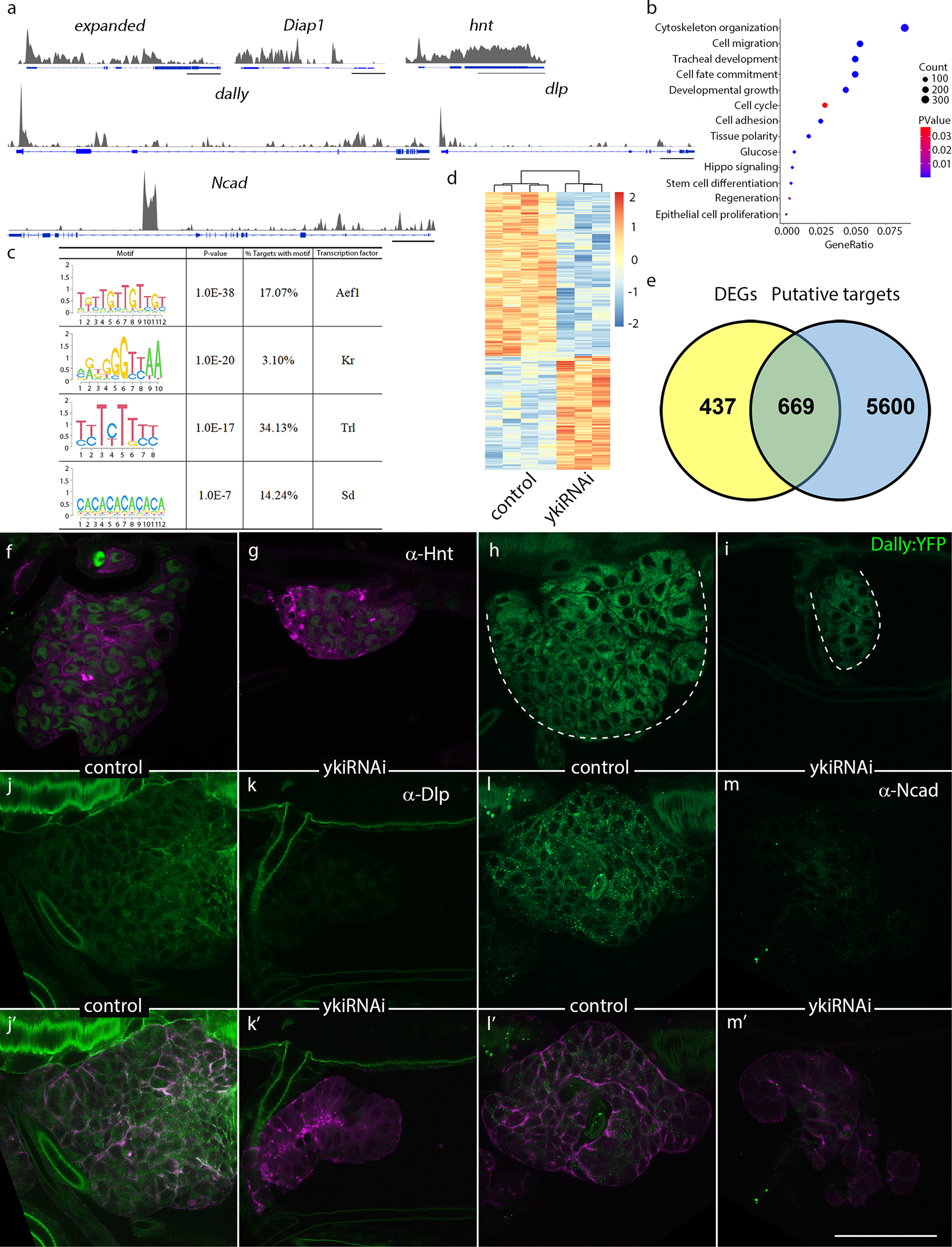 Fig. 7: Identification of gene targets of Yki in Drosophila tracheal progenitors.