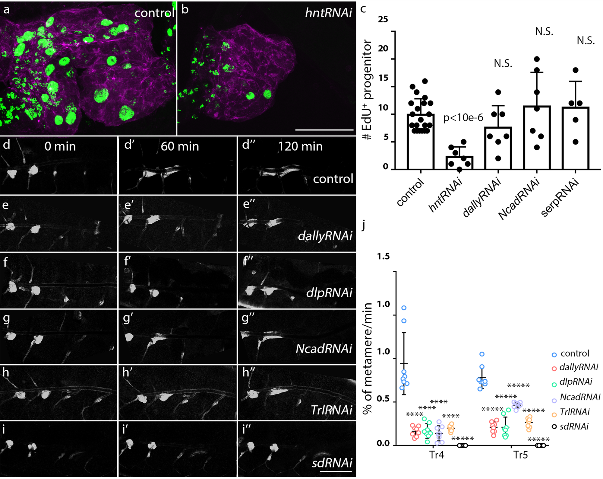 Fig. 8: The targets of Yki regulate the proliferation and migration of tracheal progenitors.