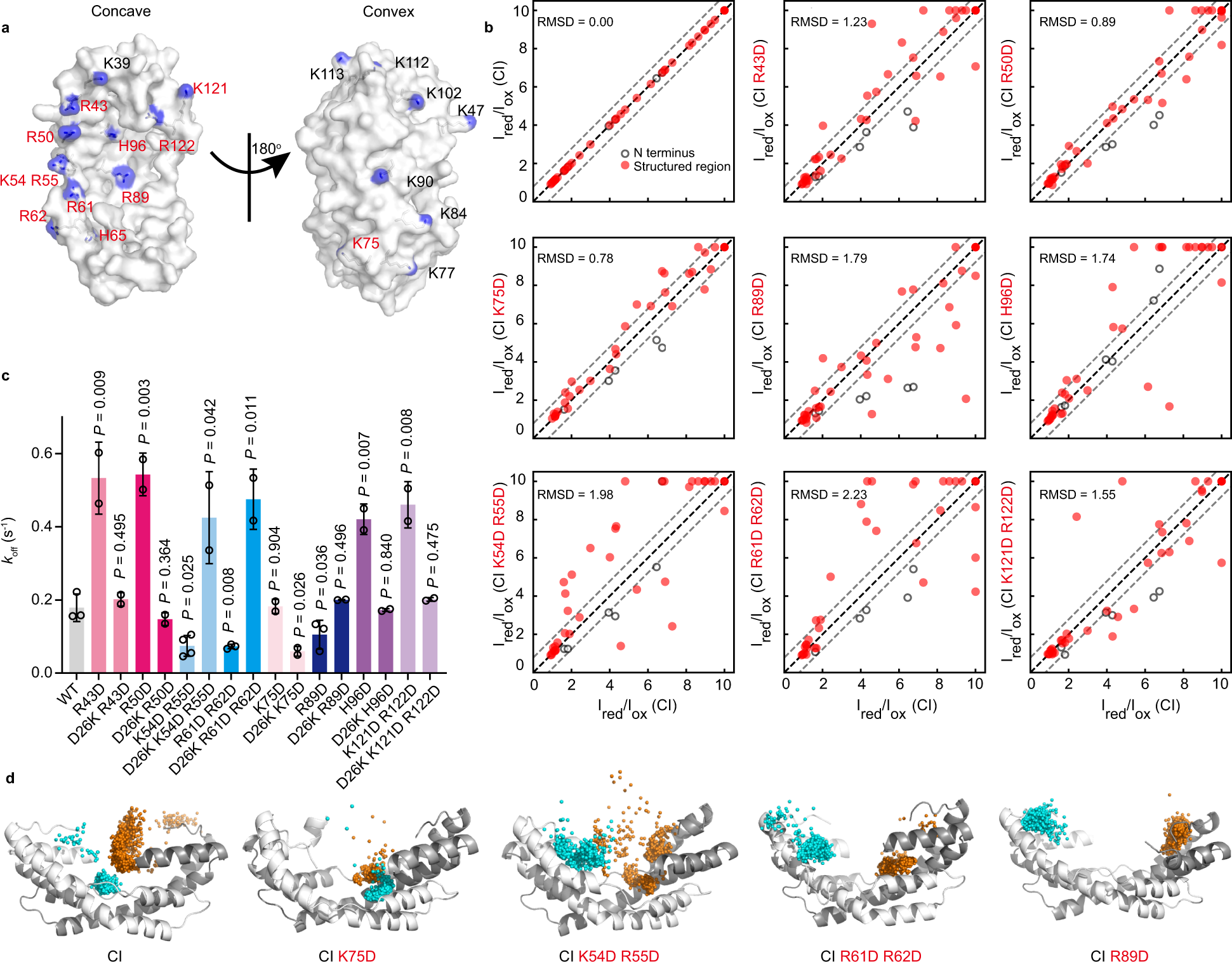 Fig. 4: The N-terminal residue D26 interacts with residues R89, K54, R55, R61, and R62 on the concave surface of Spy.