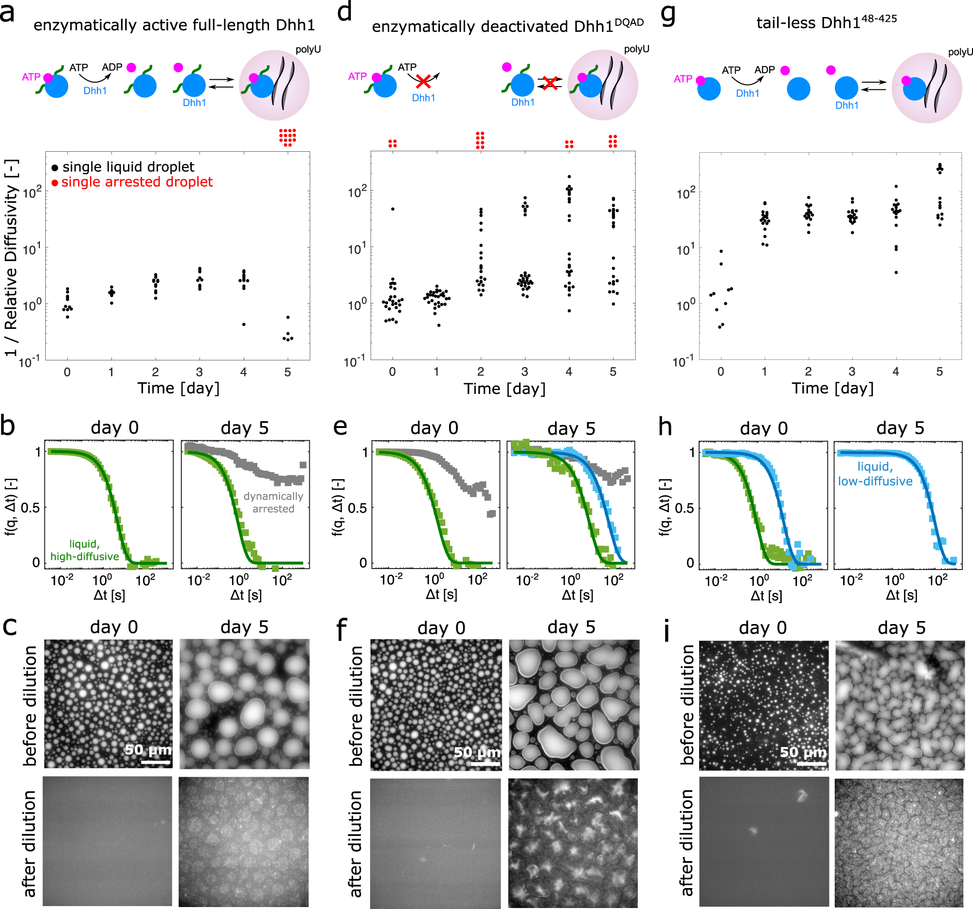 Fig. 5: Material properties of enzymatically active full-length Dhh1, enzymatically deactivated Dhh1DQAD, and the LCD-lacking variant Dhh148–425.