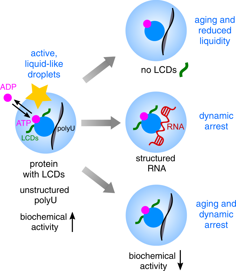 Fig. 7: The low-complexity domains, the RNA structure, and the presence of biochemical reactions/droplet turnover affect the material properties and the aging of liquid–liquid phase-separated droplets.