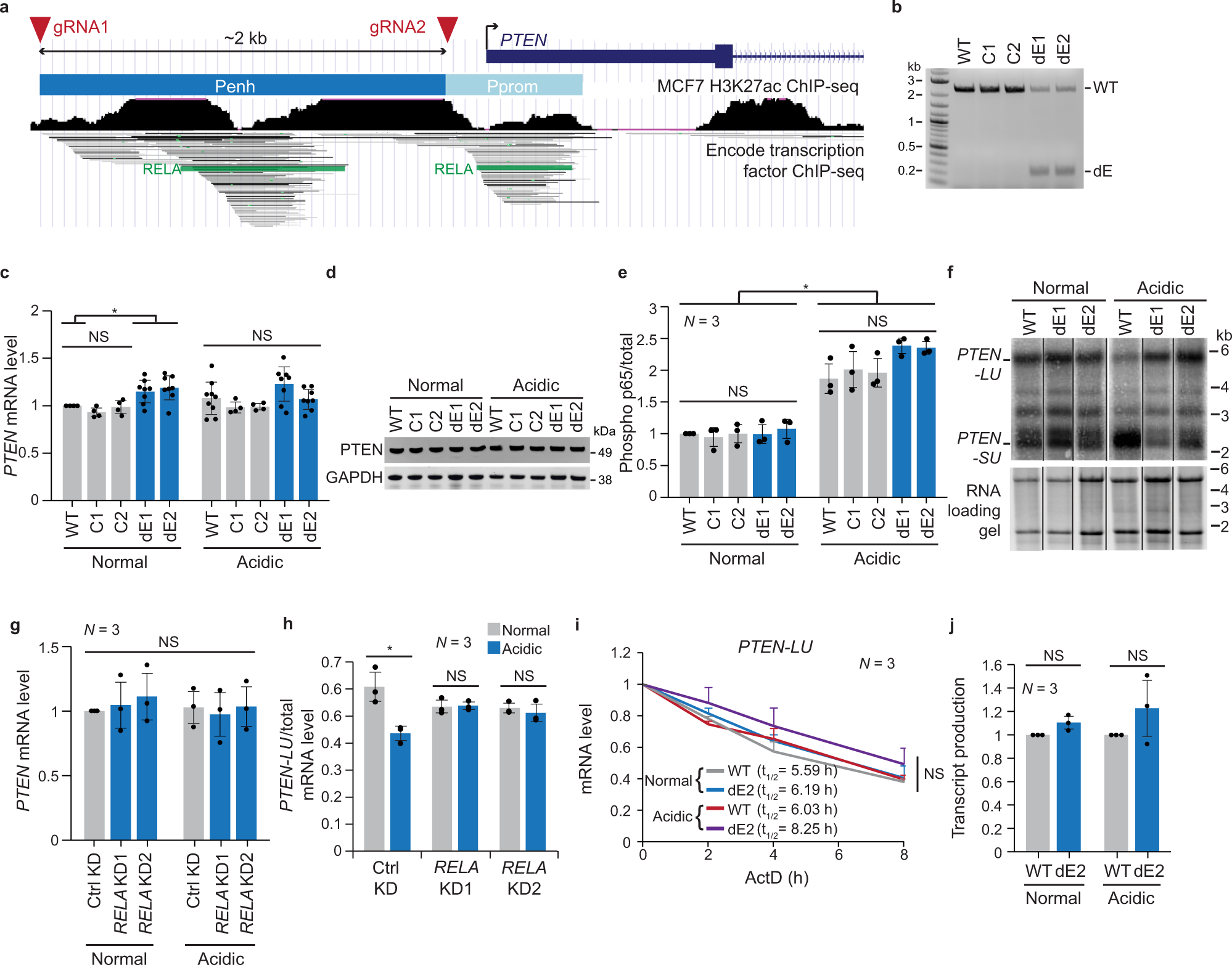 Enhancers regulate 3′ end processing activity to control expression of  alternative 3′UTR isoforms