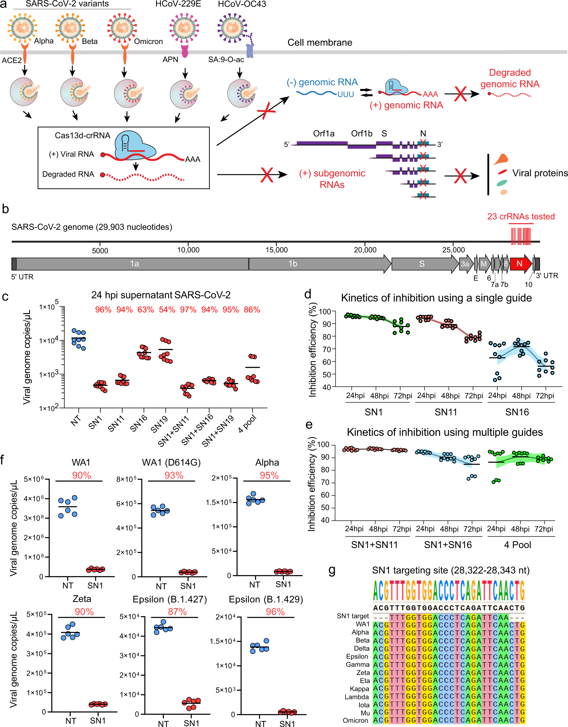 Broad-spectrum CRISPR-mediated inhibition of SARS-CoV-2 variants and  endemic coronaviruses in vitro | Nature Communications