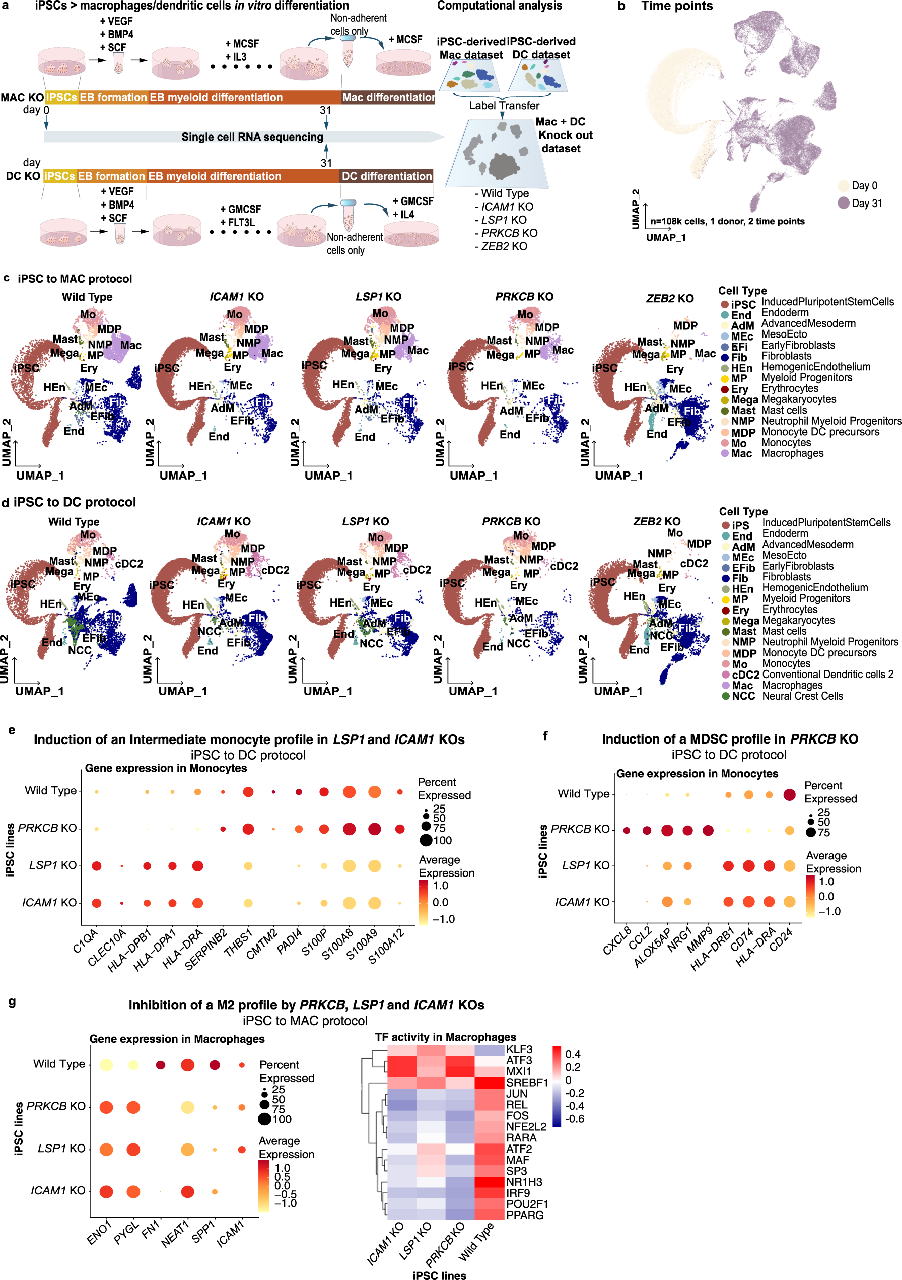 Fig. 6: Effect on macrophage differentiation of ICAM1, LSP1, PRKCB and ZEB2 KO.
