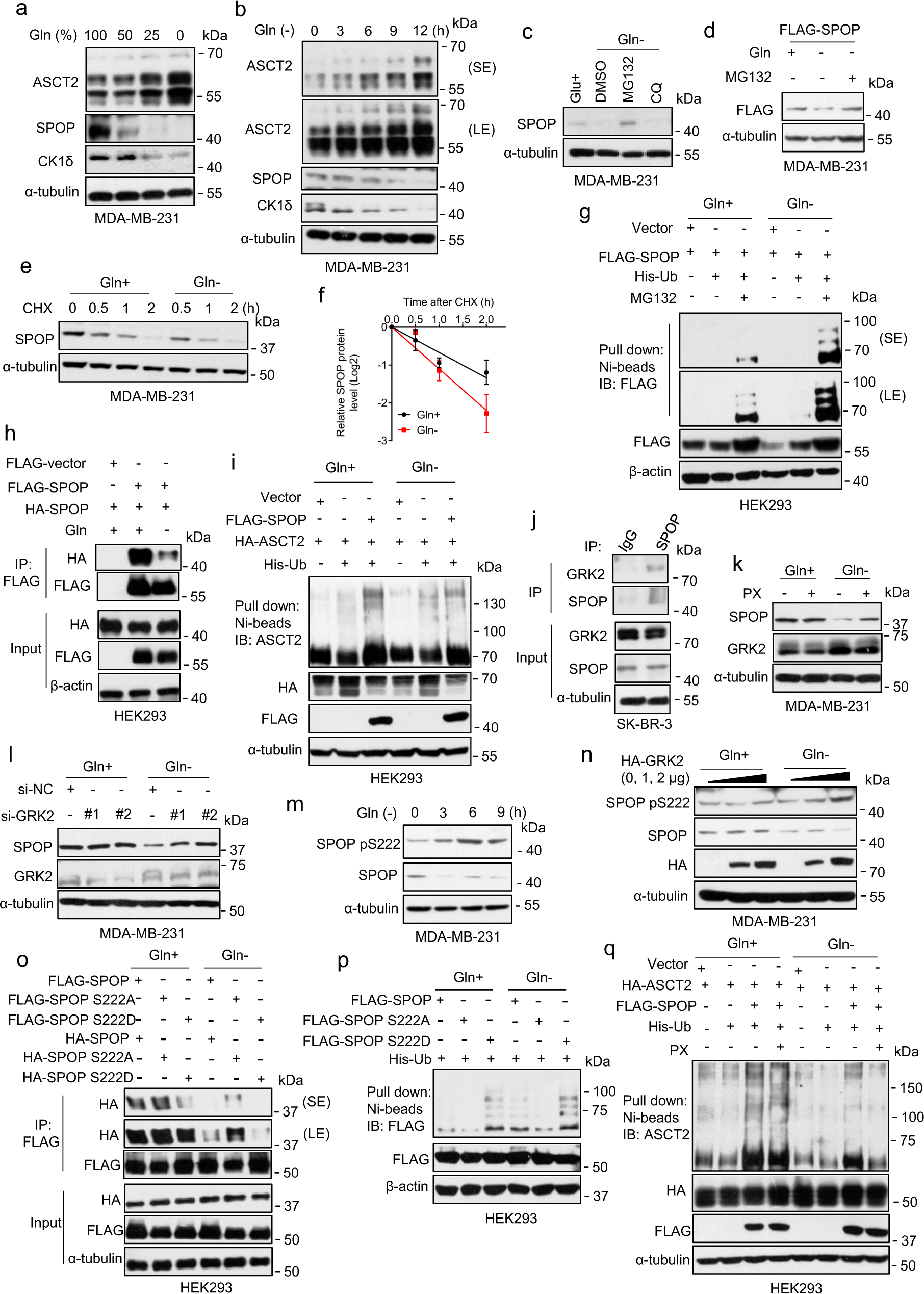 Fig. 5: Glutamine deprivation inhibits SPOP dimerization and promotes SPOP self-ubiquitylation.