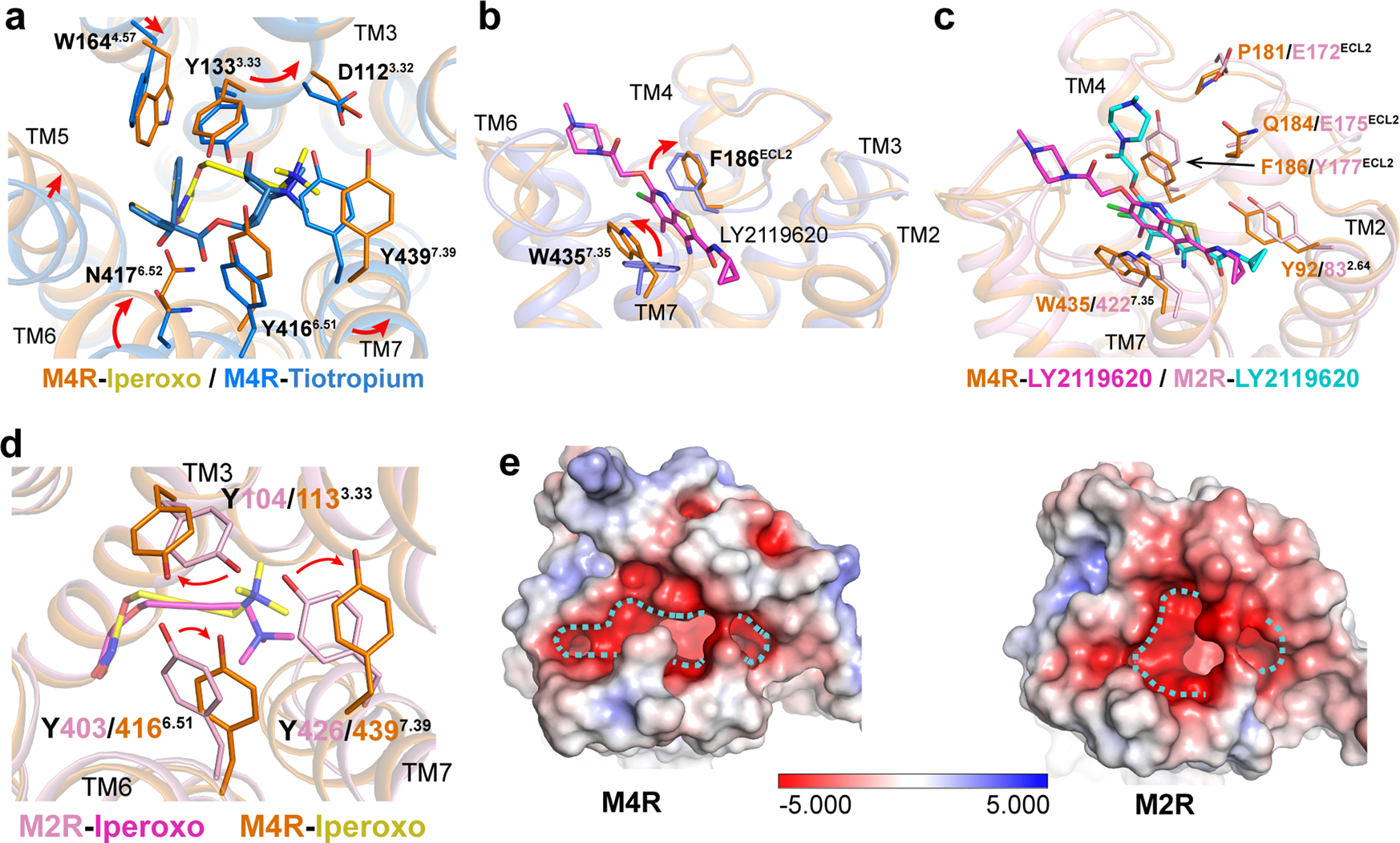 Fig. 2: Comparison of iperoxo and LY2119620 binding pockets in M4R and M2R structures.