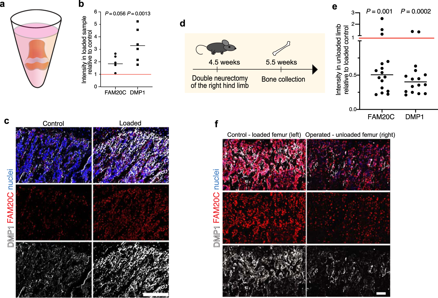 Fig. 5: Mechanical loading enhances FAM20C kinase production and DMP1 secretion.