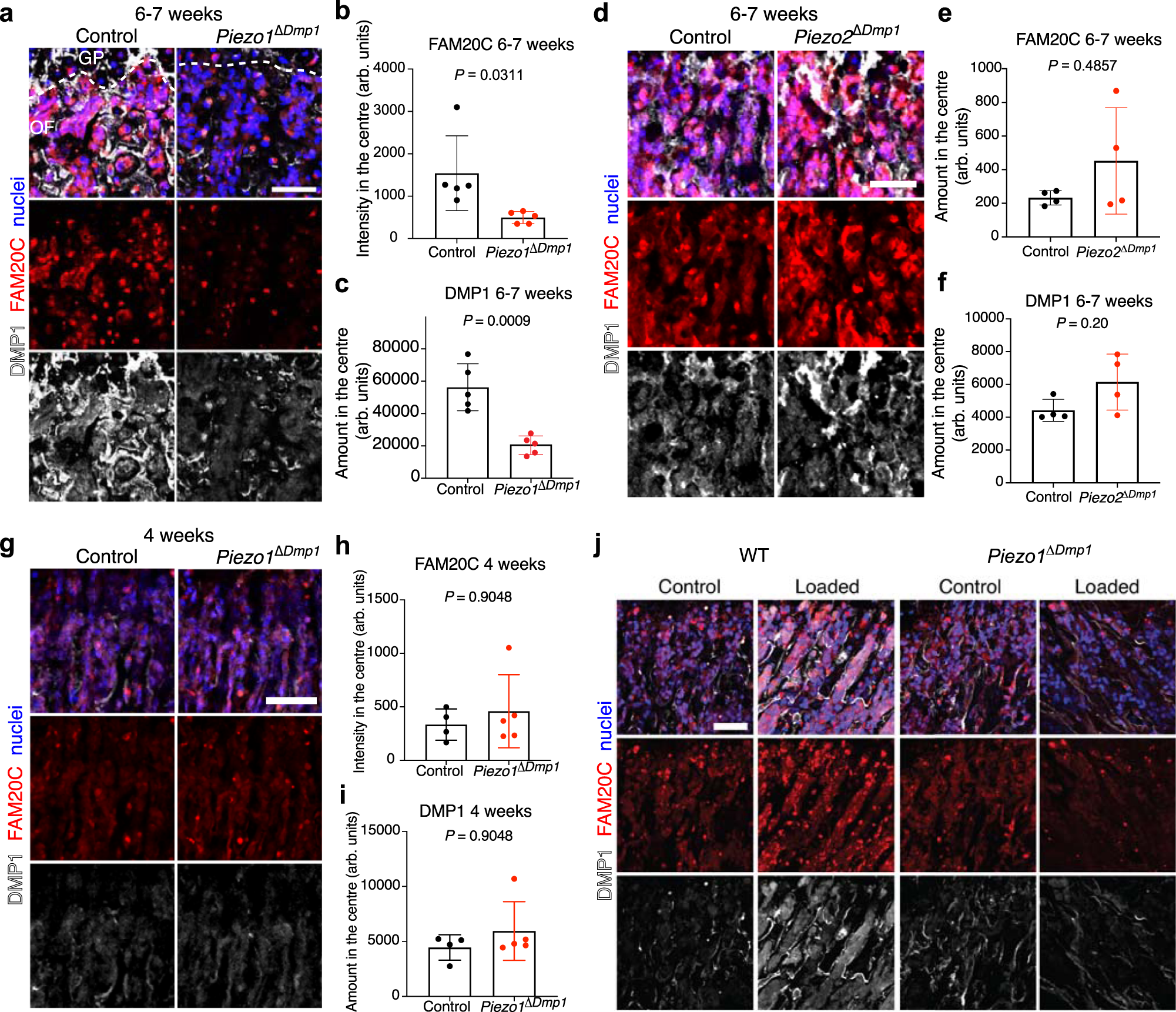 Fig. 6: Mechanoreceptor PIEZO1 drives FAM20C upregulation in osteoblasts and DMP1 secretion during periadolescence.