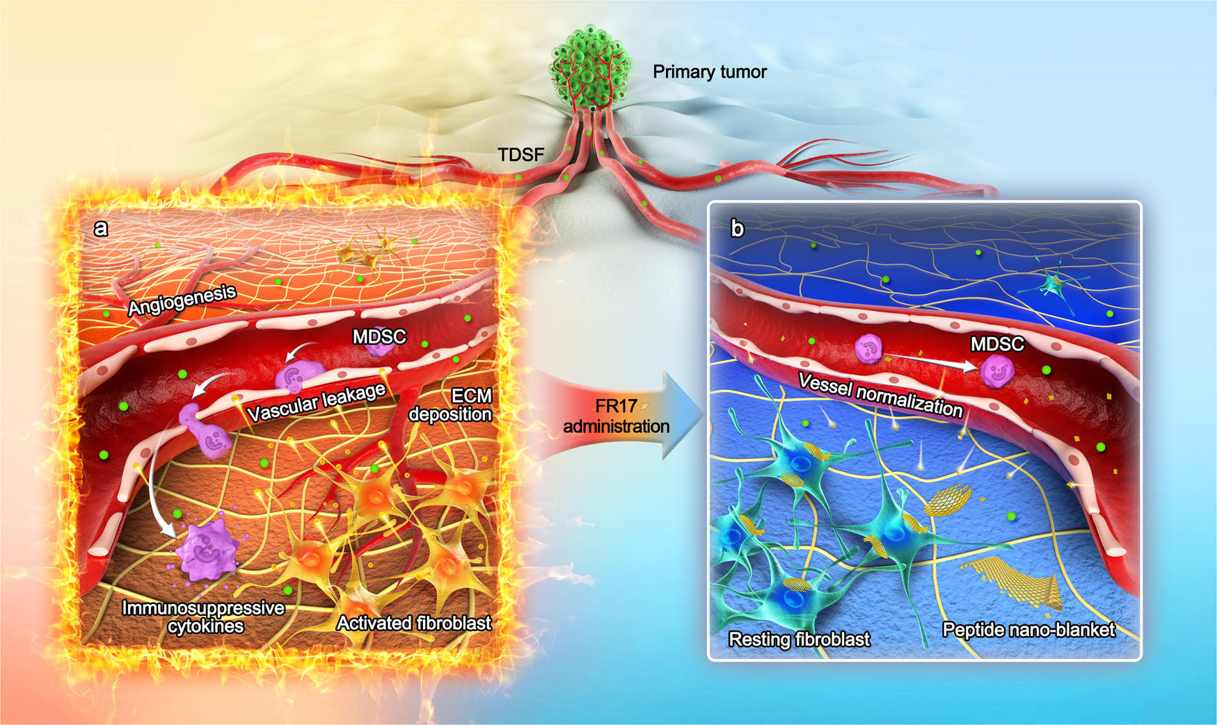 Fig. 1: Schematic illustration of peptide nano-blanket impedes fibroblasts activation and subsequent formation of pre-metastatic niche.