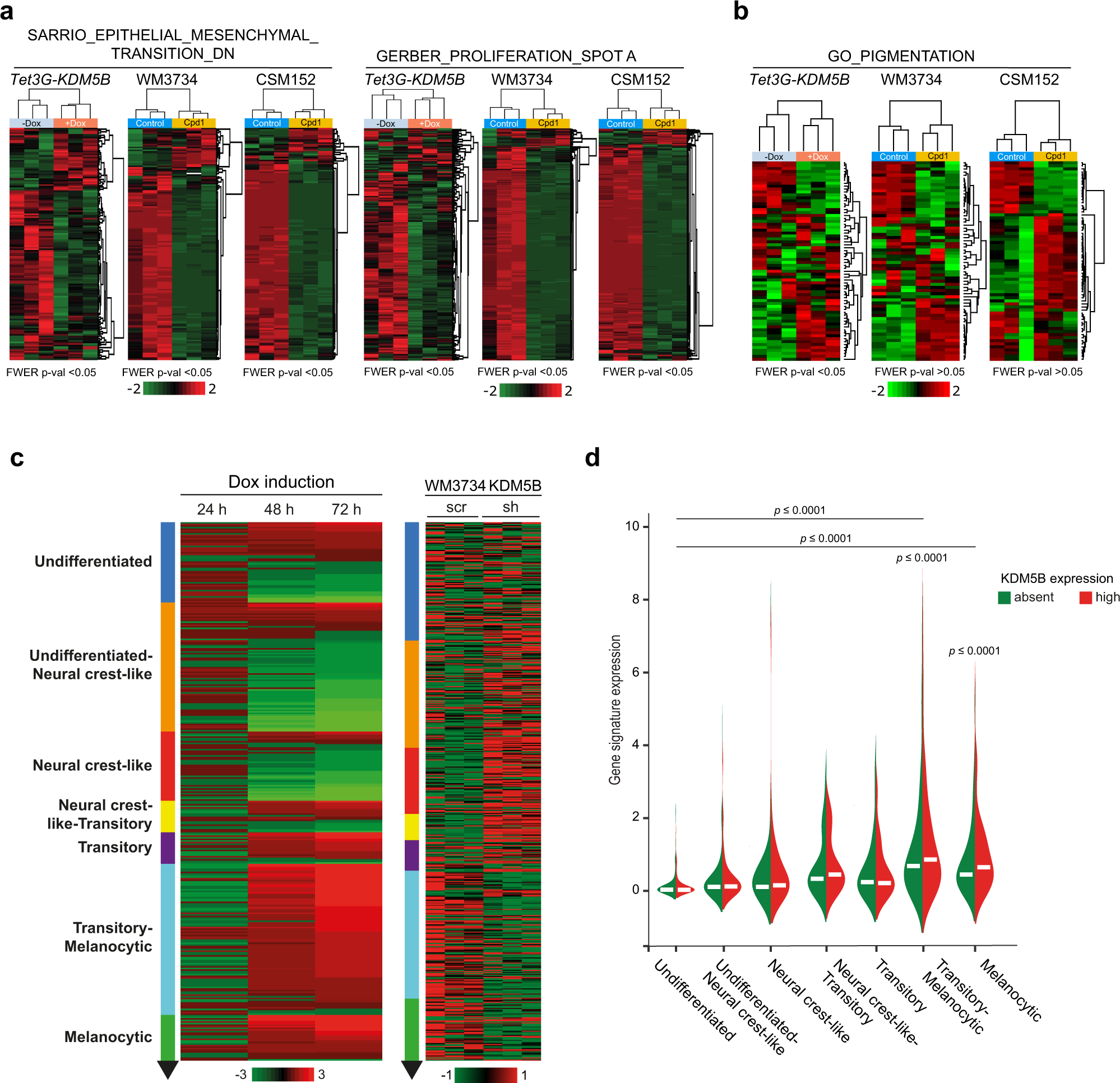 Fig. 4: KDM5B leads to a differentiation-directed phenotypic shift.