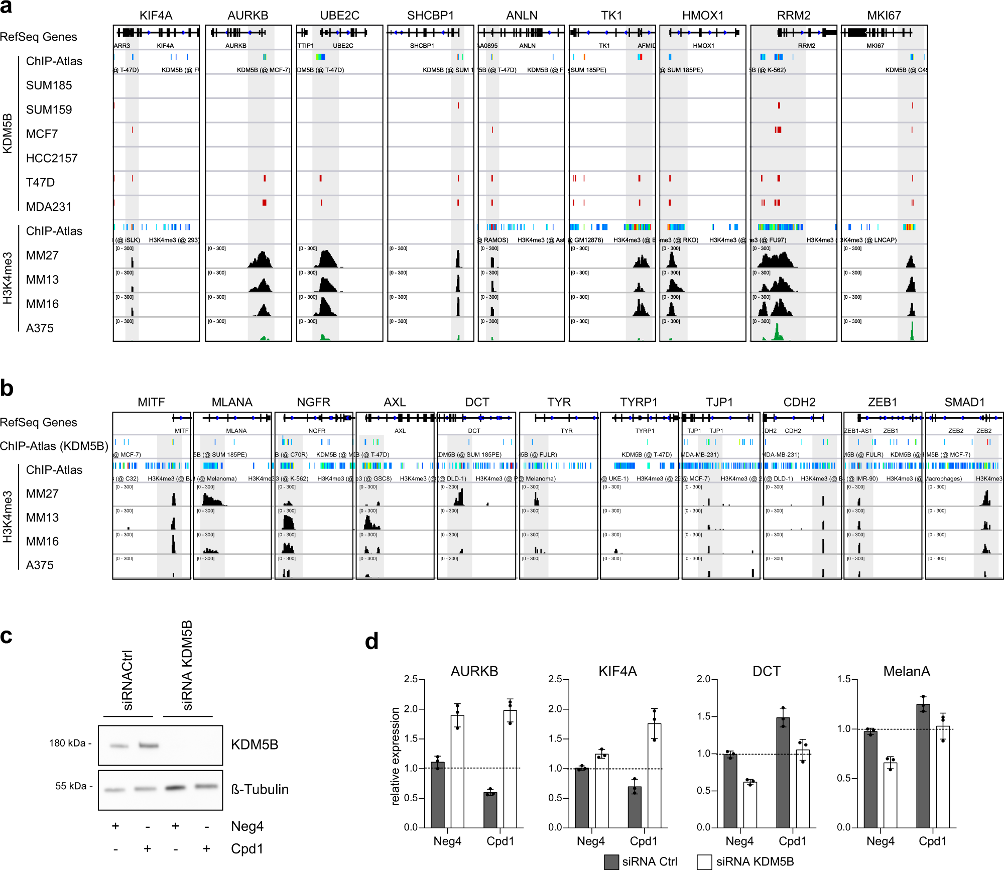Fig. 5: KDM5B-dependent cytokinesis and differentiation gene transcription.